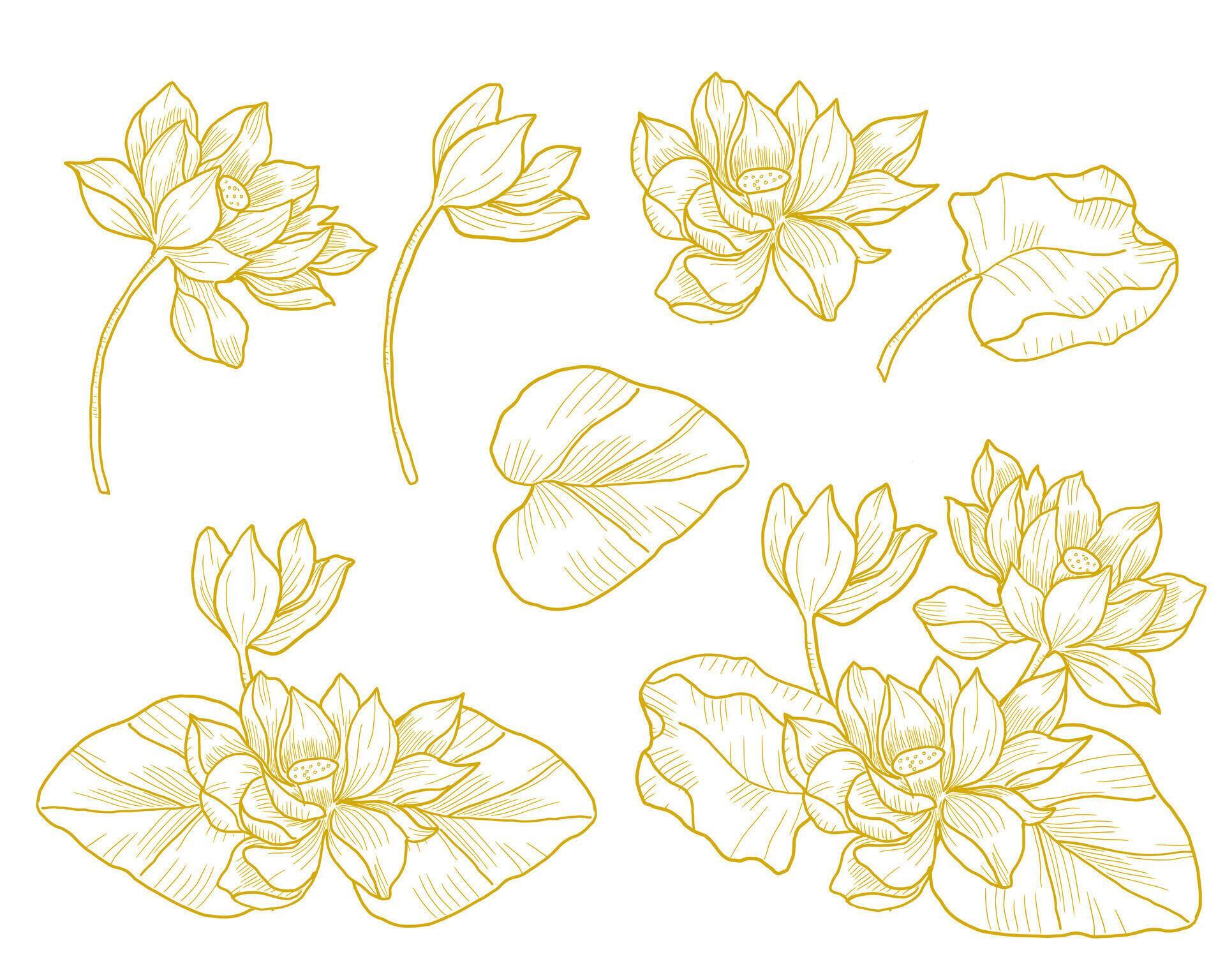 Hand Drawn Water Lily Flower Stock Free