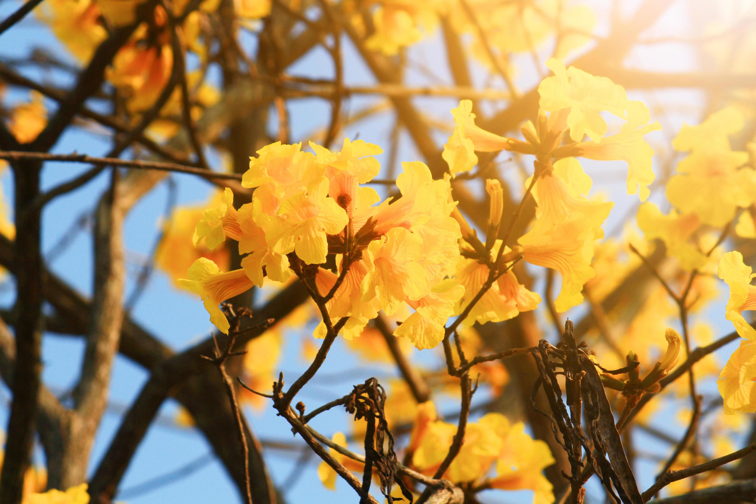 Blossom Dwarf Golden Trumpe flowers with blue sky. Tabebuia chrysotricha flowers Stock Free