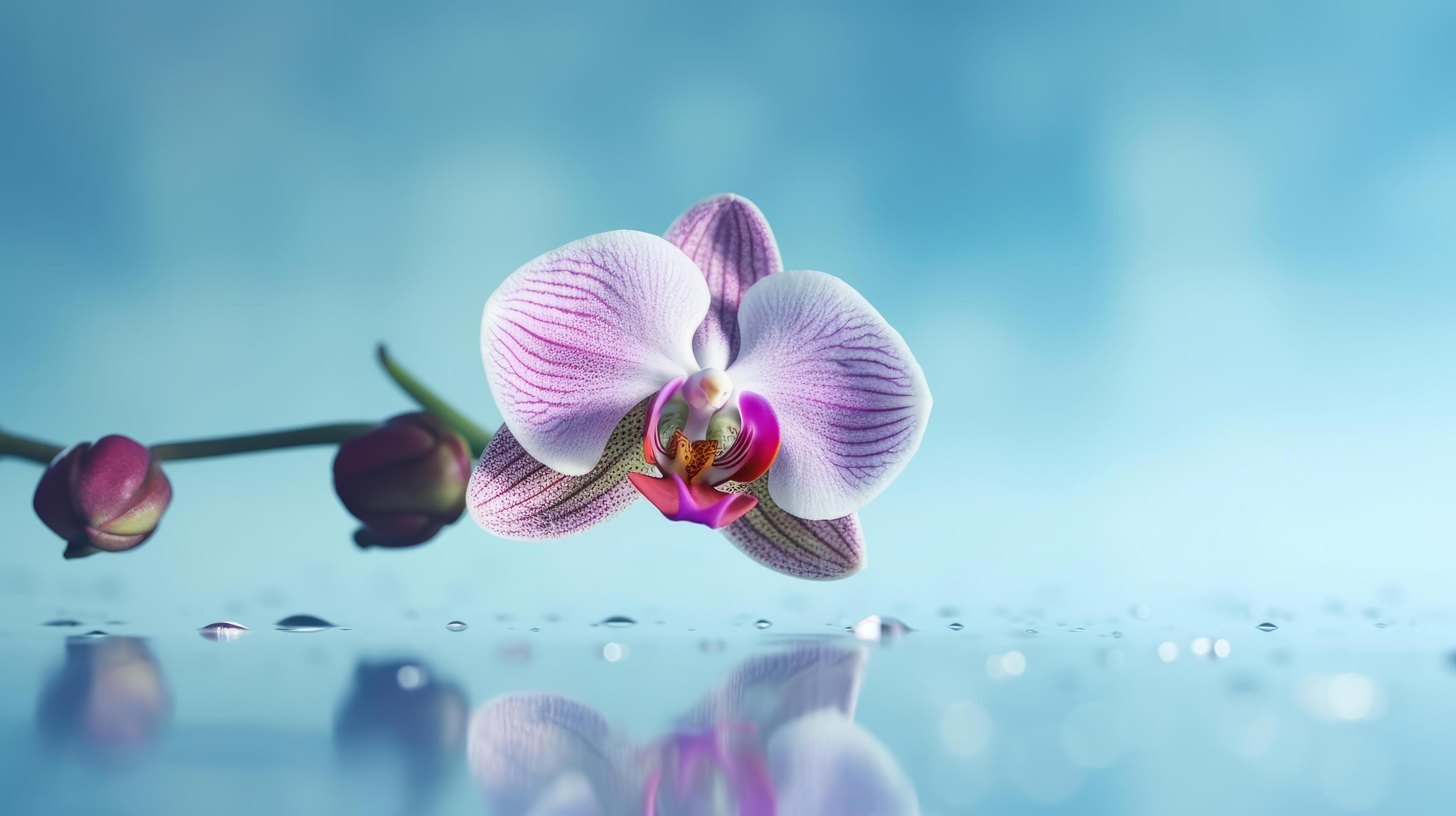 Natural orchid flower background. Illustration Stock Free