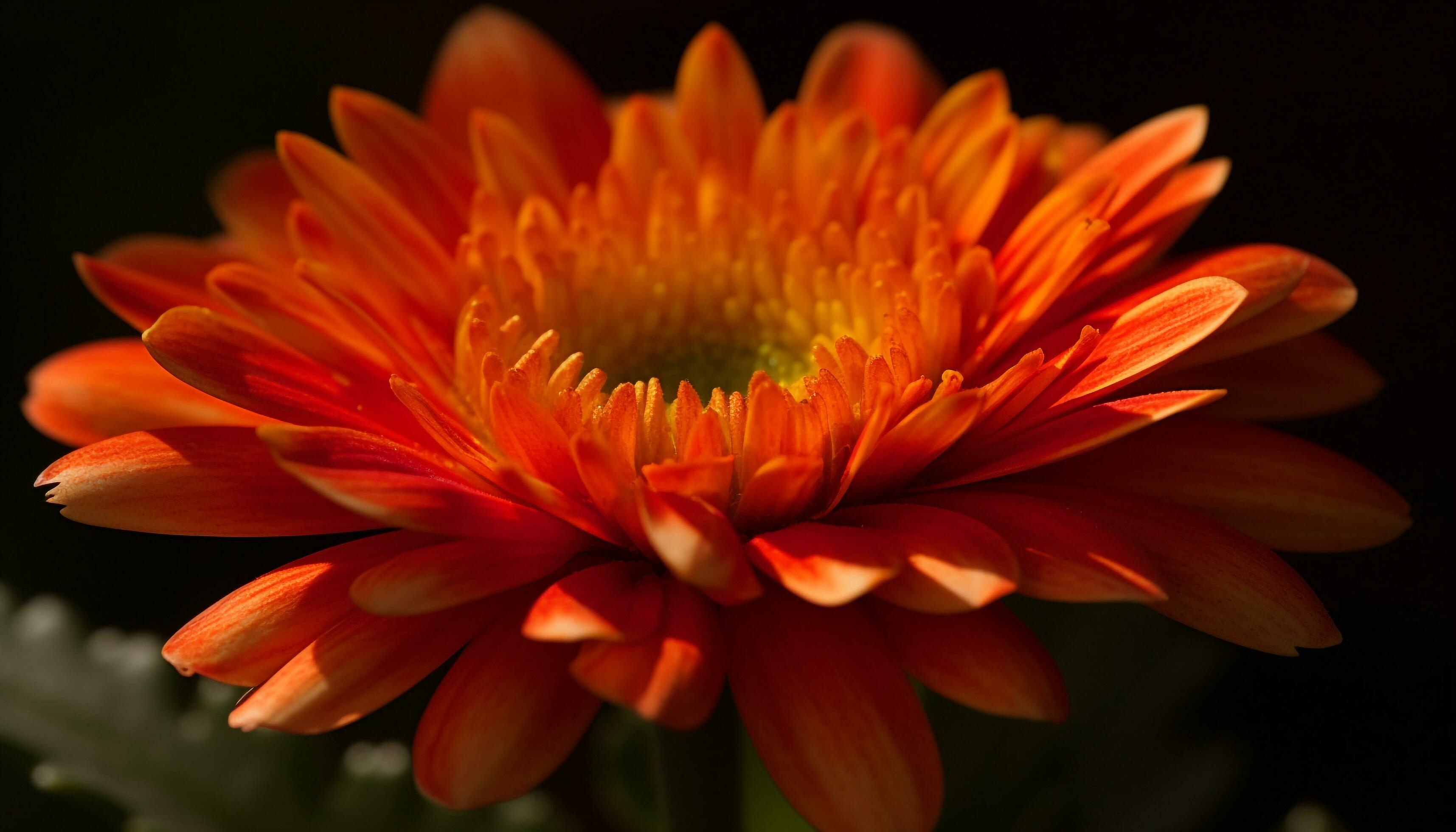 Vibrant gerbera daisy, macro focus on single flower petal generated by AI Stock Free