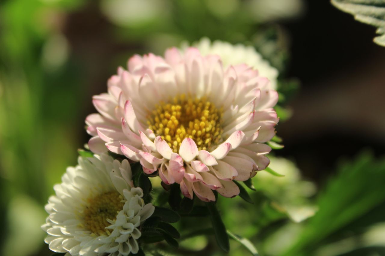 Pale White Flower Stock Free