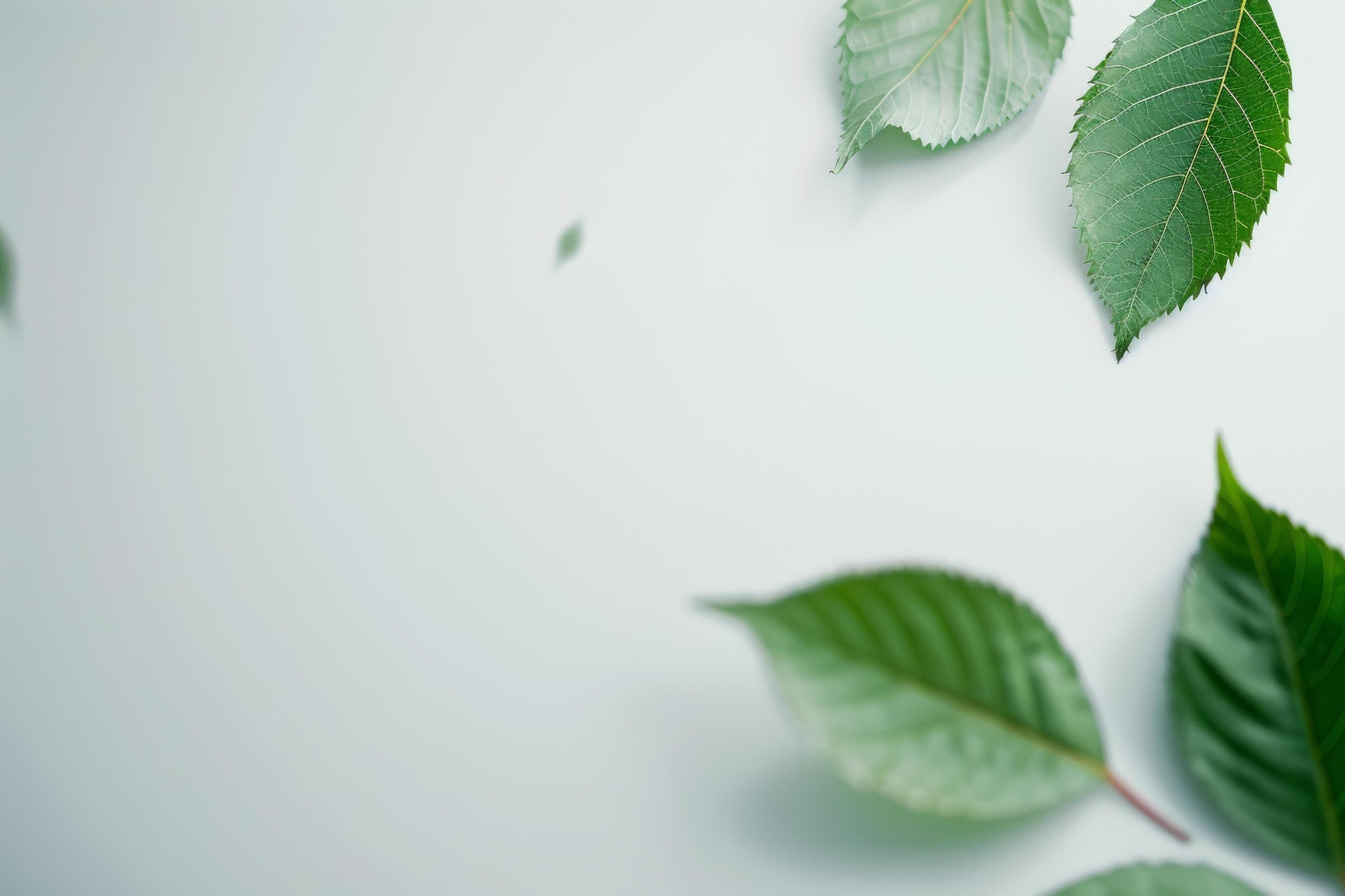 Green Leaves on White Background Stock Free