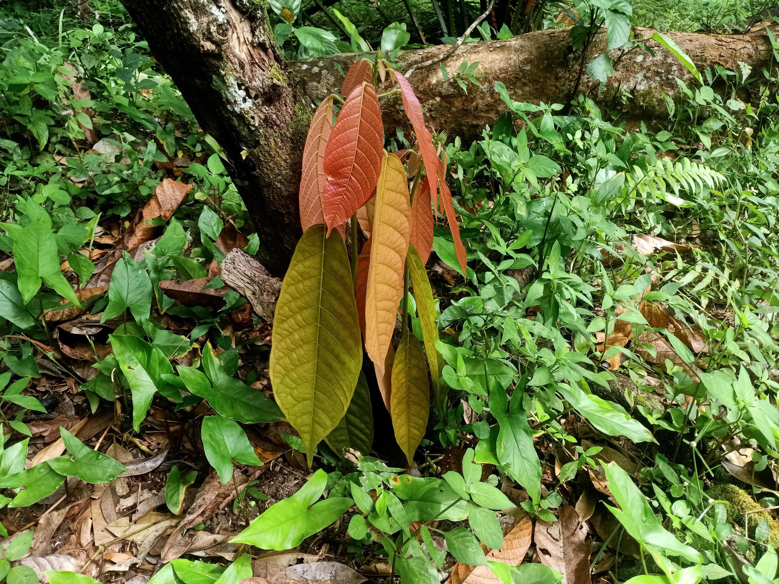 
									Green plants of nature green plants are healthy for the human body Stock Free