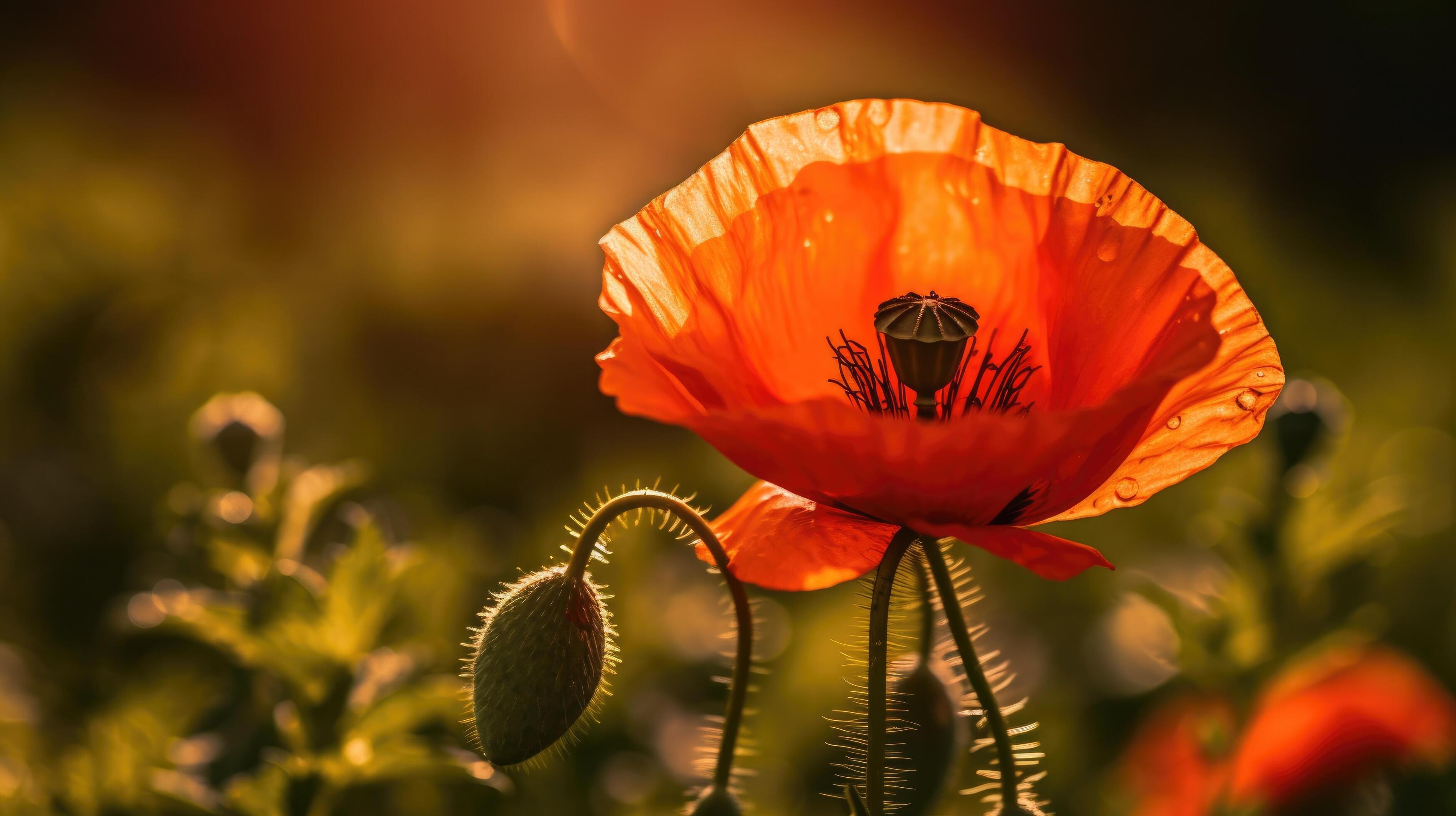 Poppy flowers. Illustration Stock Free