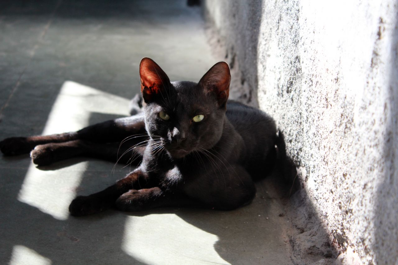 Cat Black Sitting Stock Free