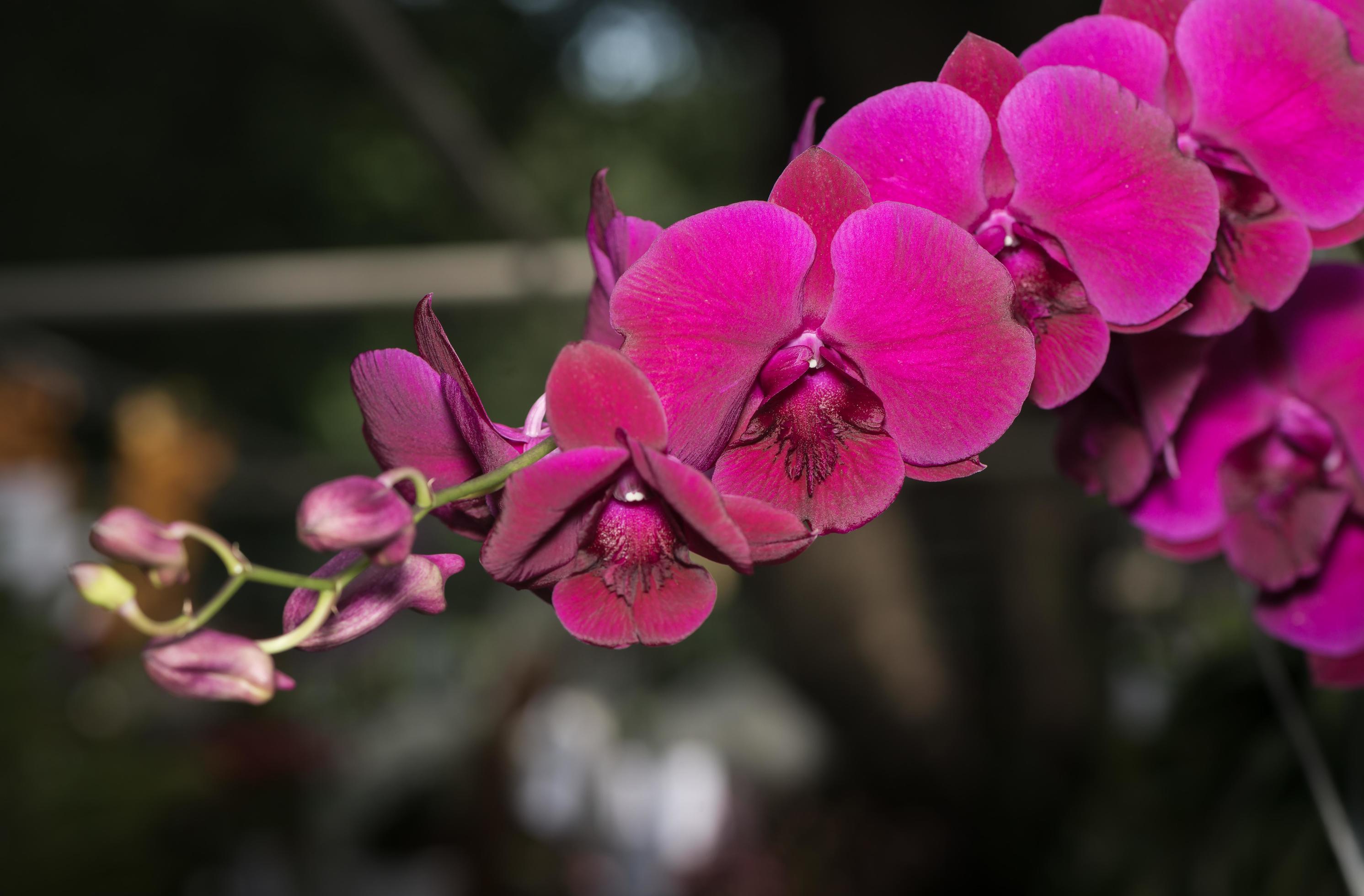 Pink Phalaenopsis orchid flower Stock Free