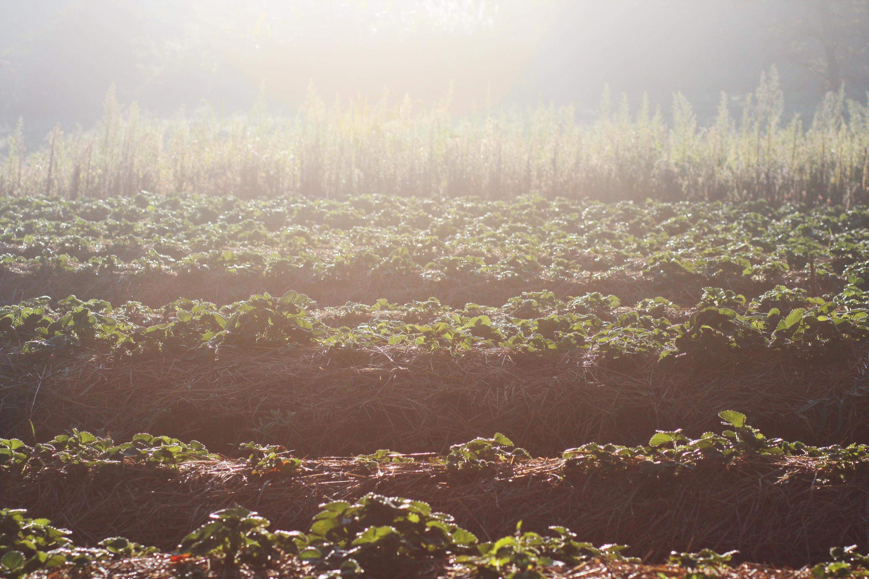 Strawberry Mountain Farm on slope and step with sunrise on hill in Thailand Stock Free