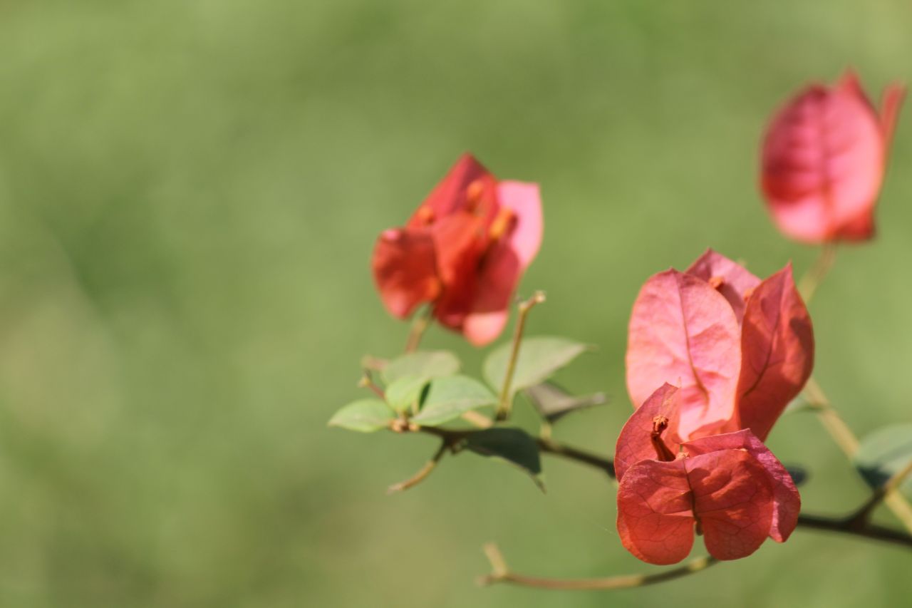 Red Leaves Flowers Stock Free