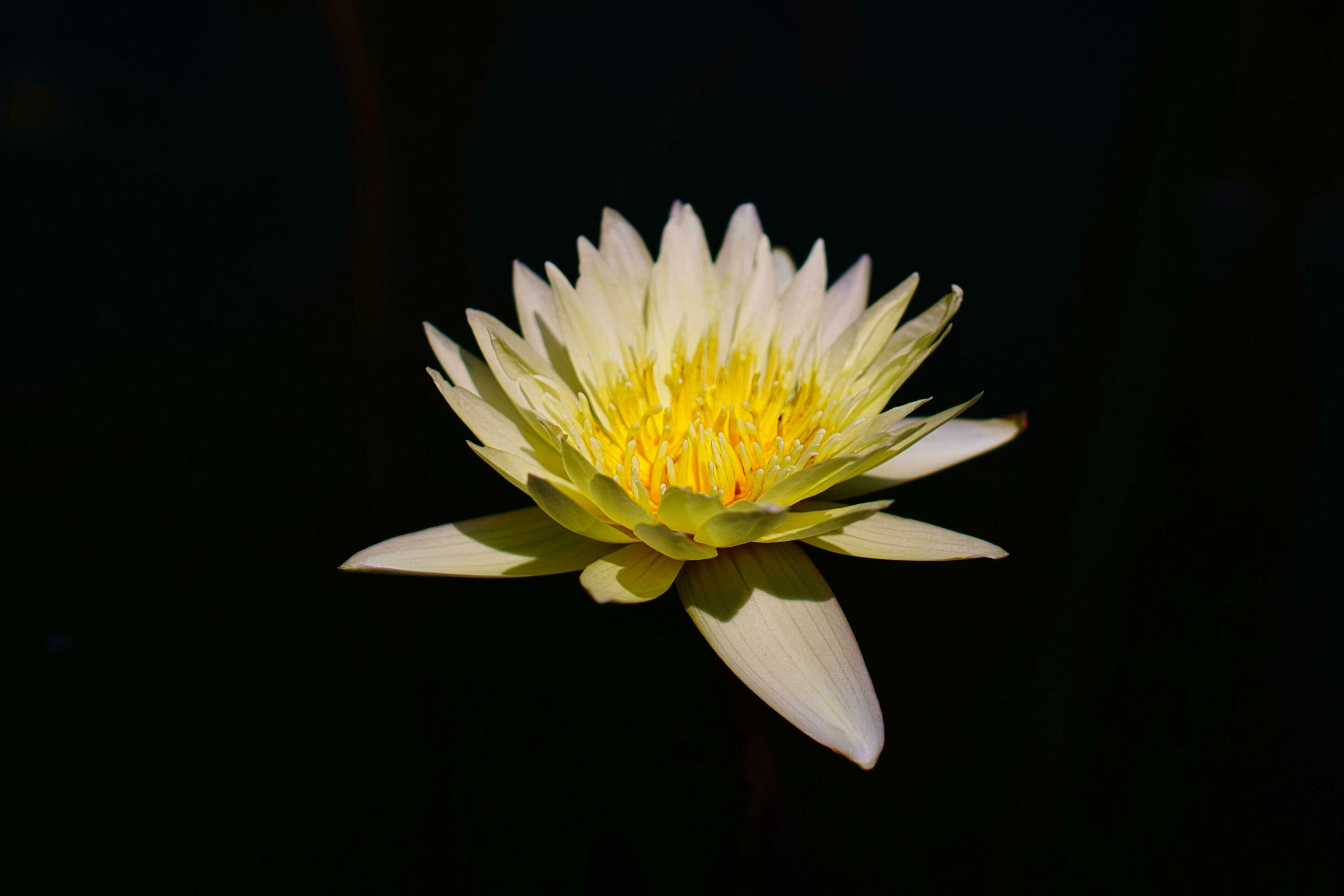 Lotus Flower Bloom Stock Free