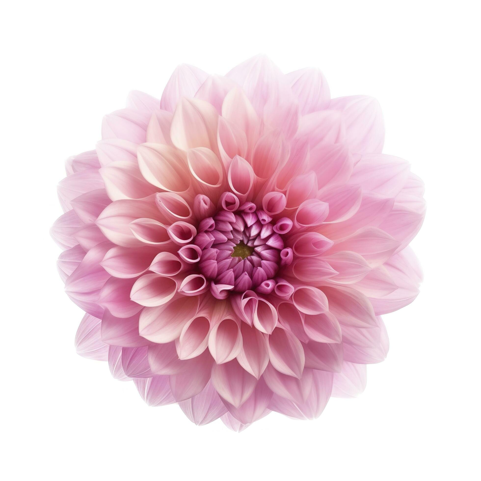 pink flower dahlia on a white background isolated with clipping path. Closeup. for design. Dahlia, generate ai Stock Free