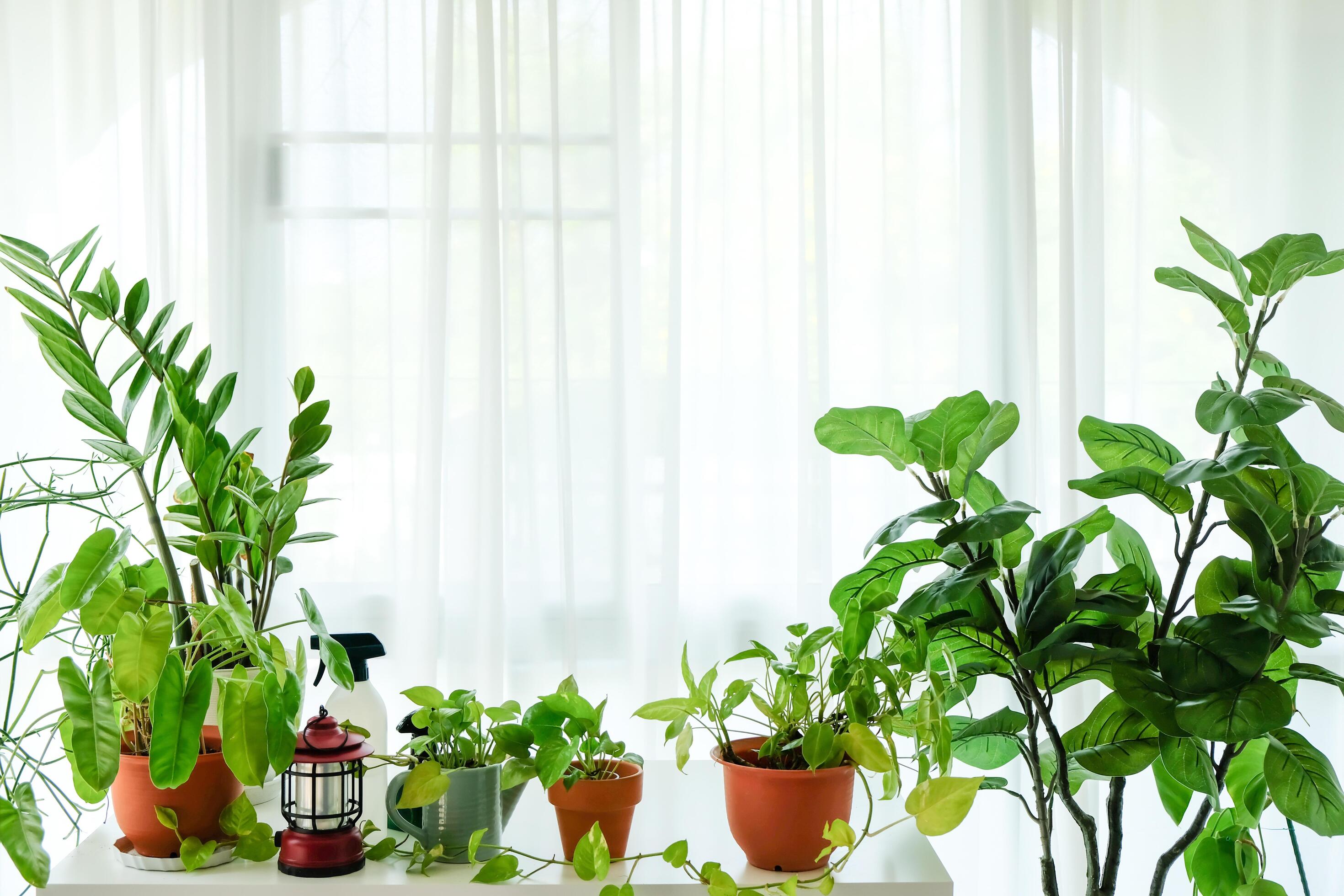 Real photo of houseplants in a glass room with white curtains. Stock Free