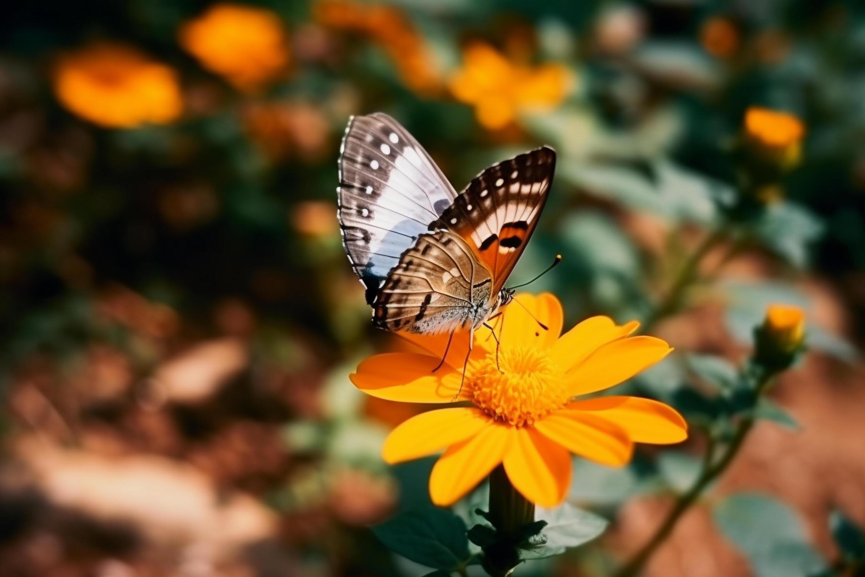 butterfly on flower Stock Free