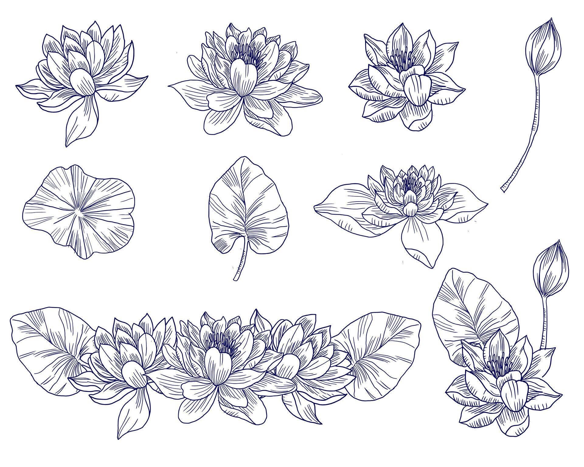 Hand Drawn Water Lily Flower Set Stock Free