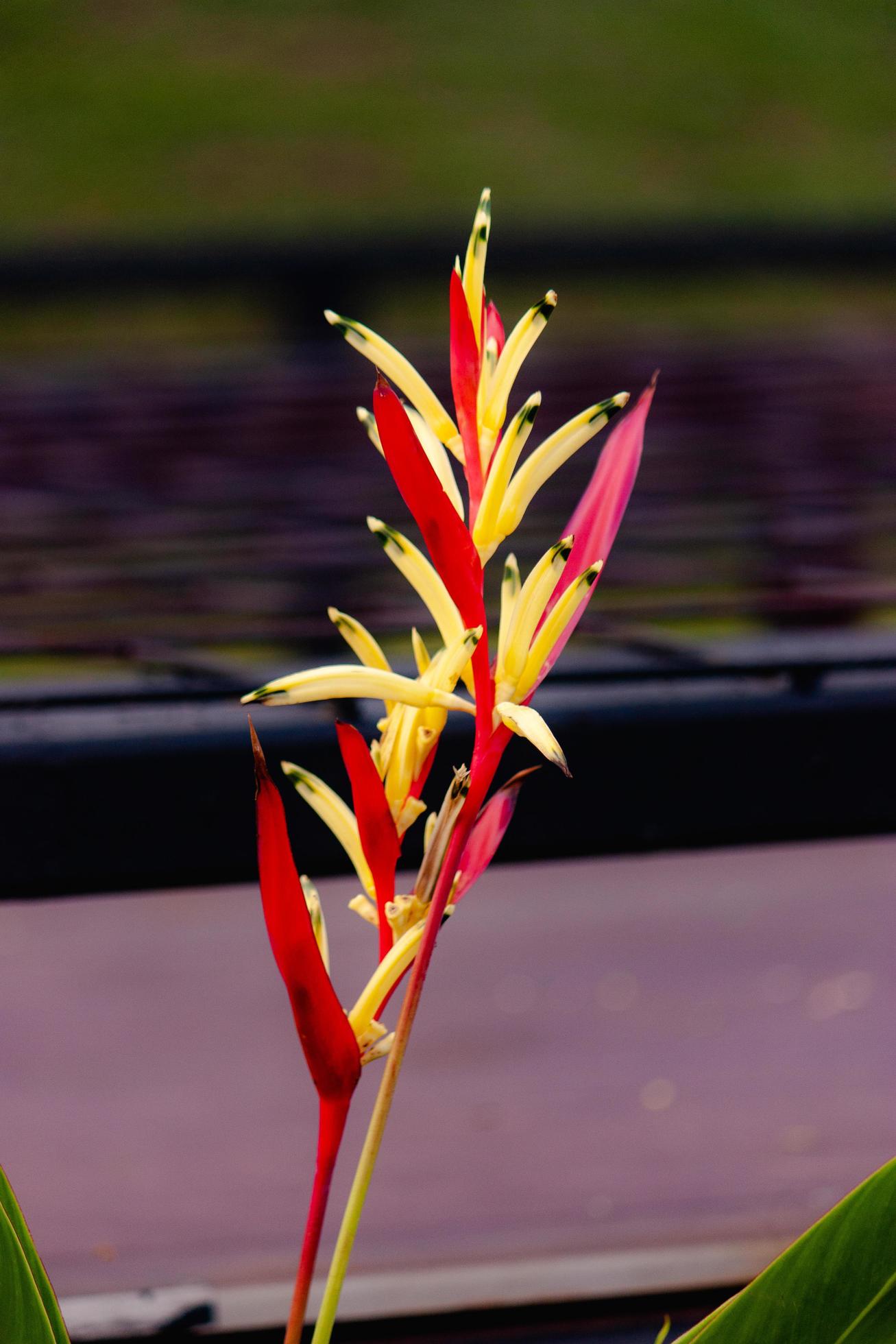 close up beautiful heliconia flower in a garden, background wallpaper, seamless pattern, high quality photo with blur background Stock Free