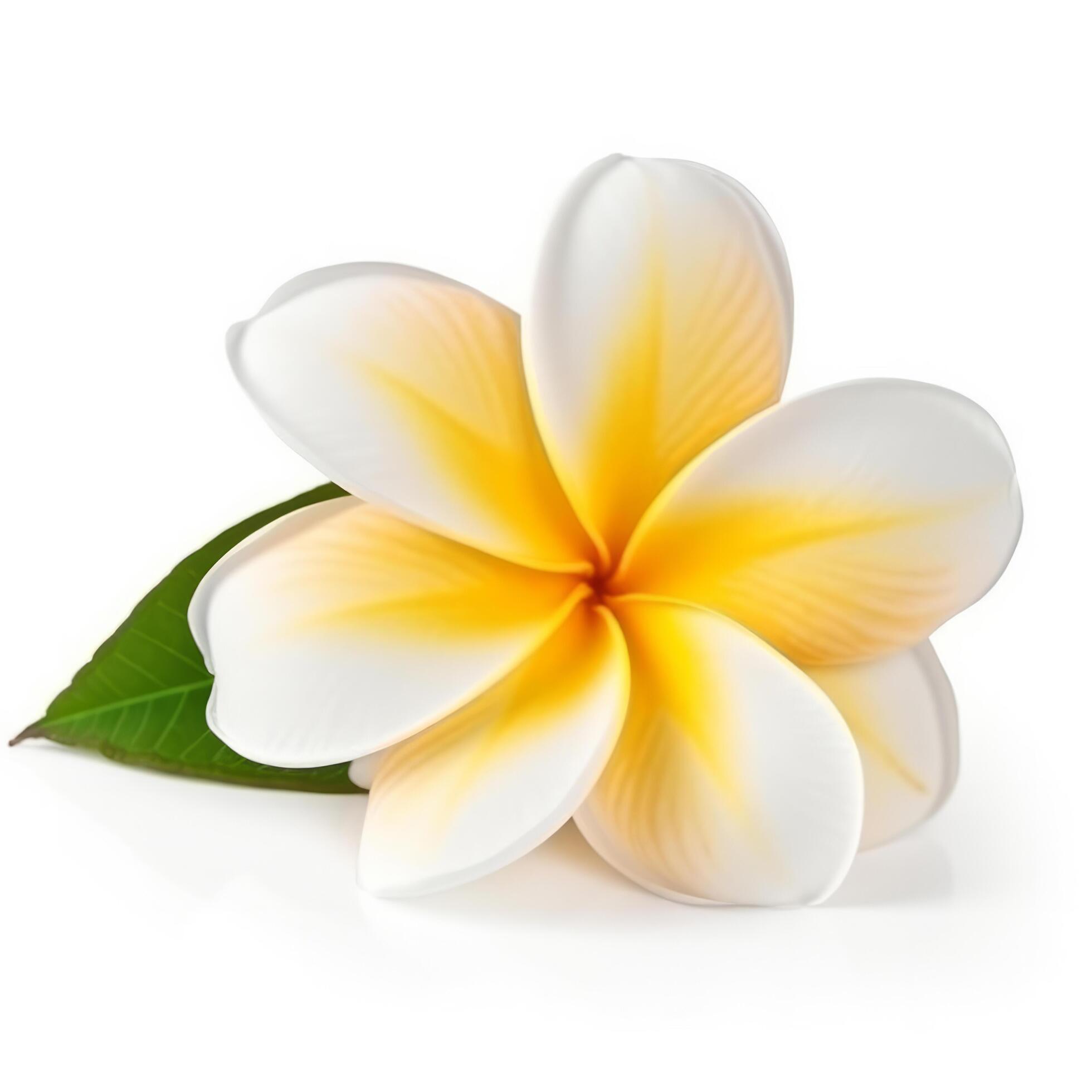 Plumeria flower isolated. Illustration Stock Free