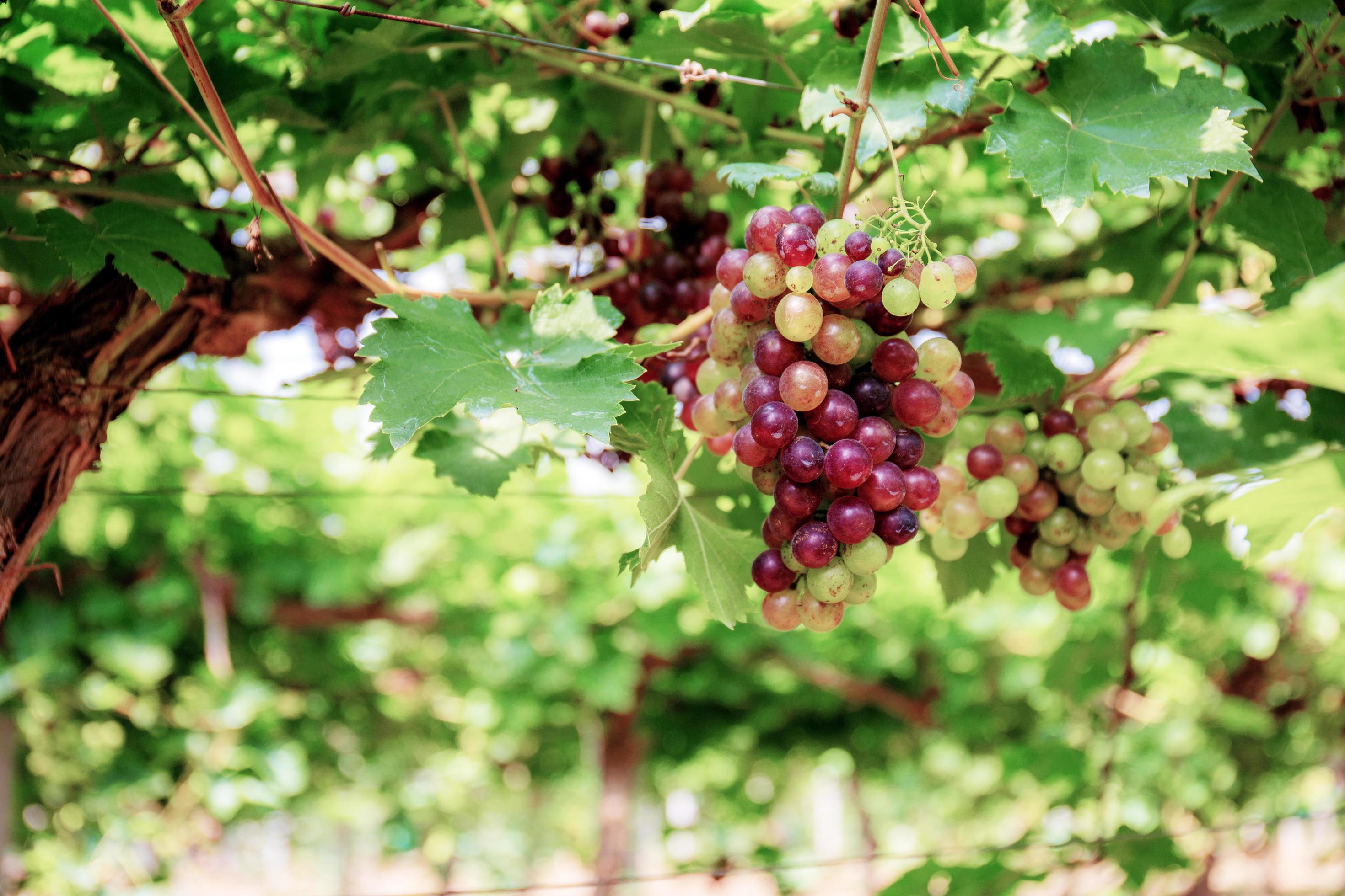 Grapes on tree in vineyard. Stock Free