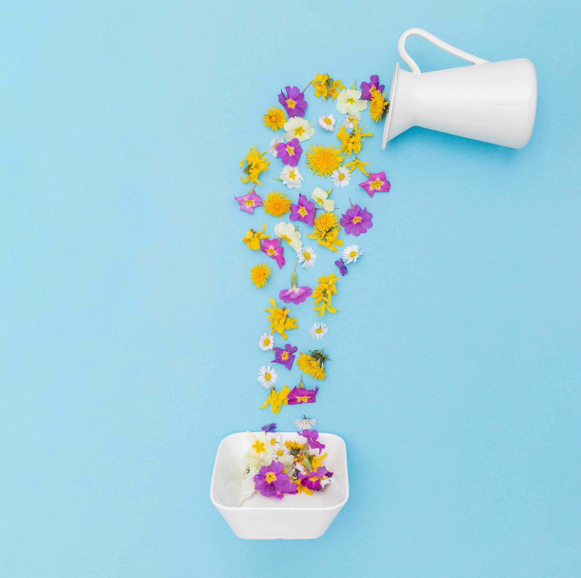 Creative layout with fresh colorful spring flowers pouring from a jug on pastel blue background. Aesthetic flat lay. Stock Free