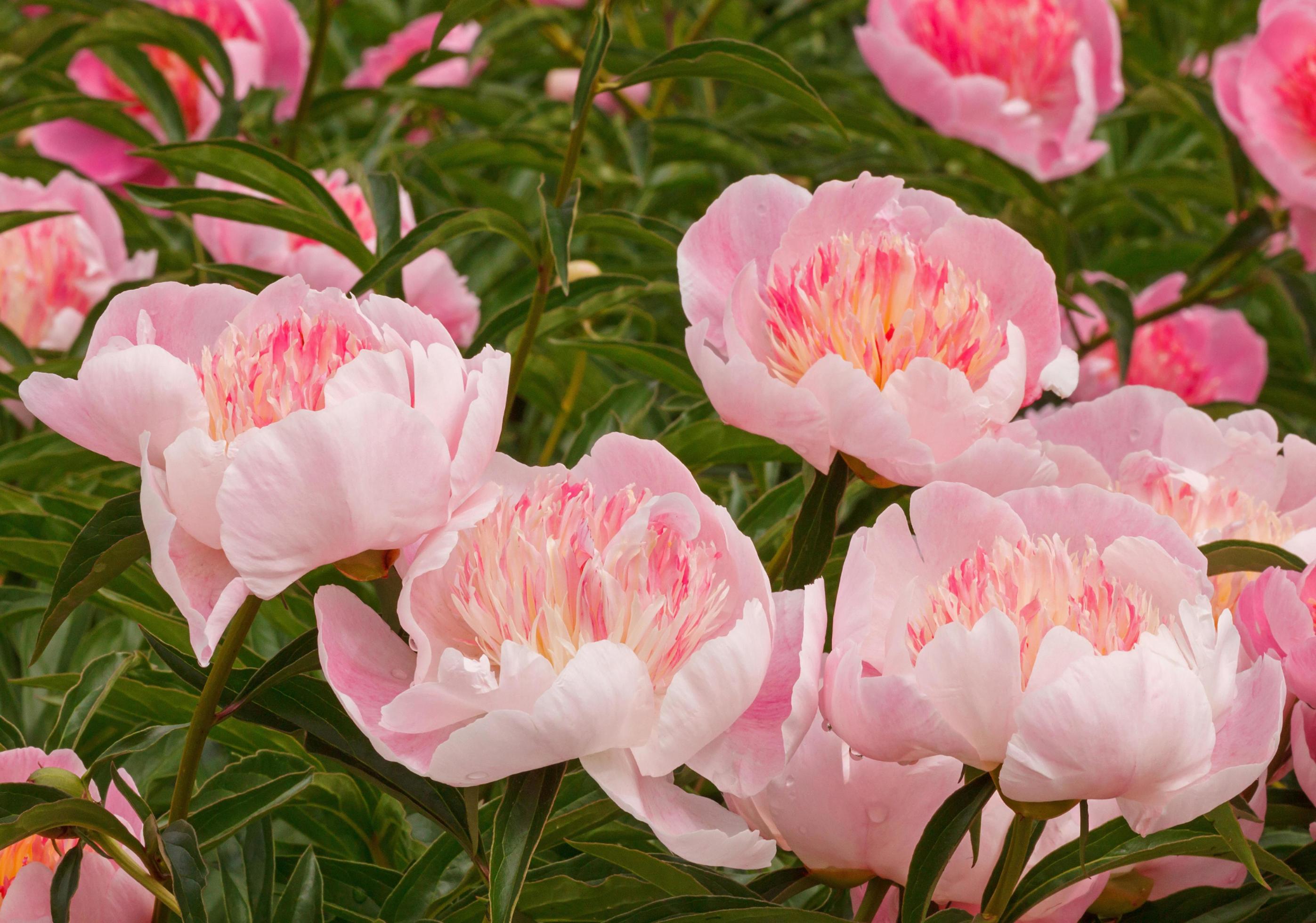 pink peony flowers in garden Stock Free