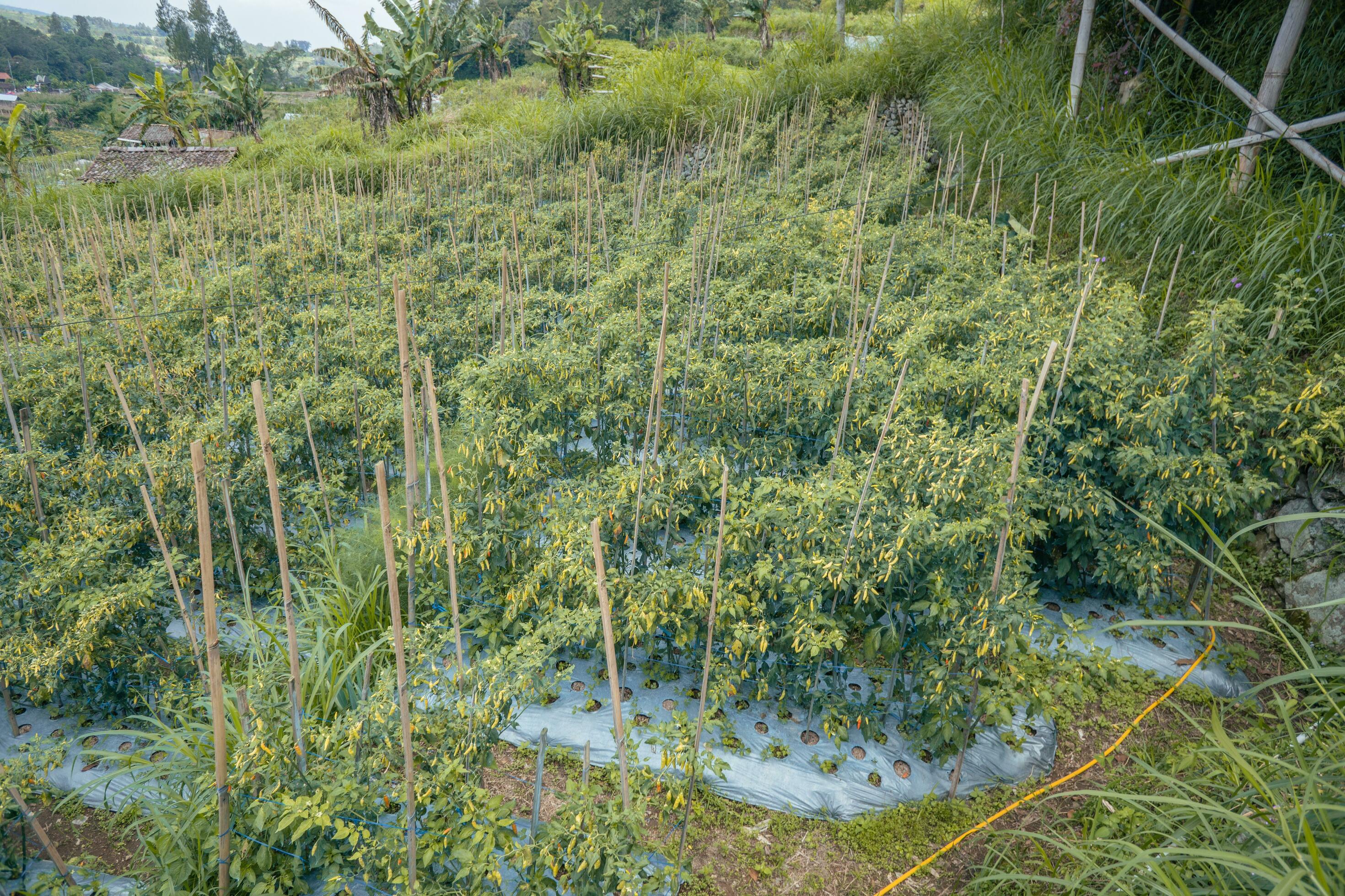 Chili and tomato garden field when springtime. The photo is suitable to use for garden field content media, nature poster and farm background. Stock Free