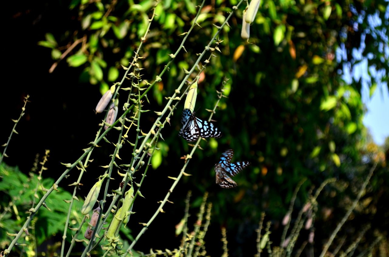 Blue Tiger Butterflies Stock Free