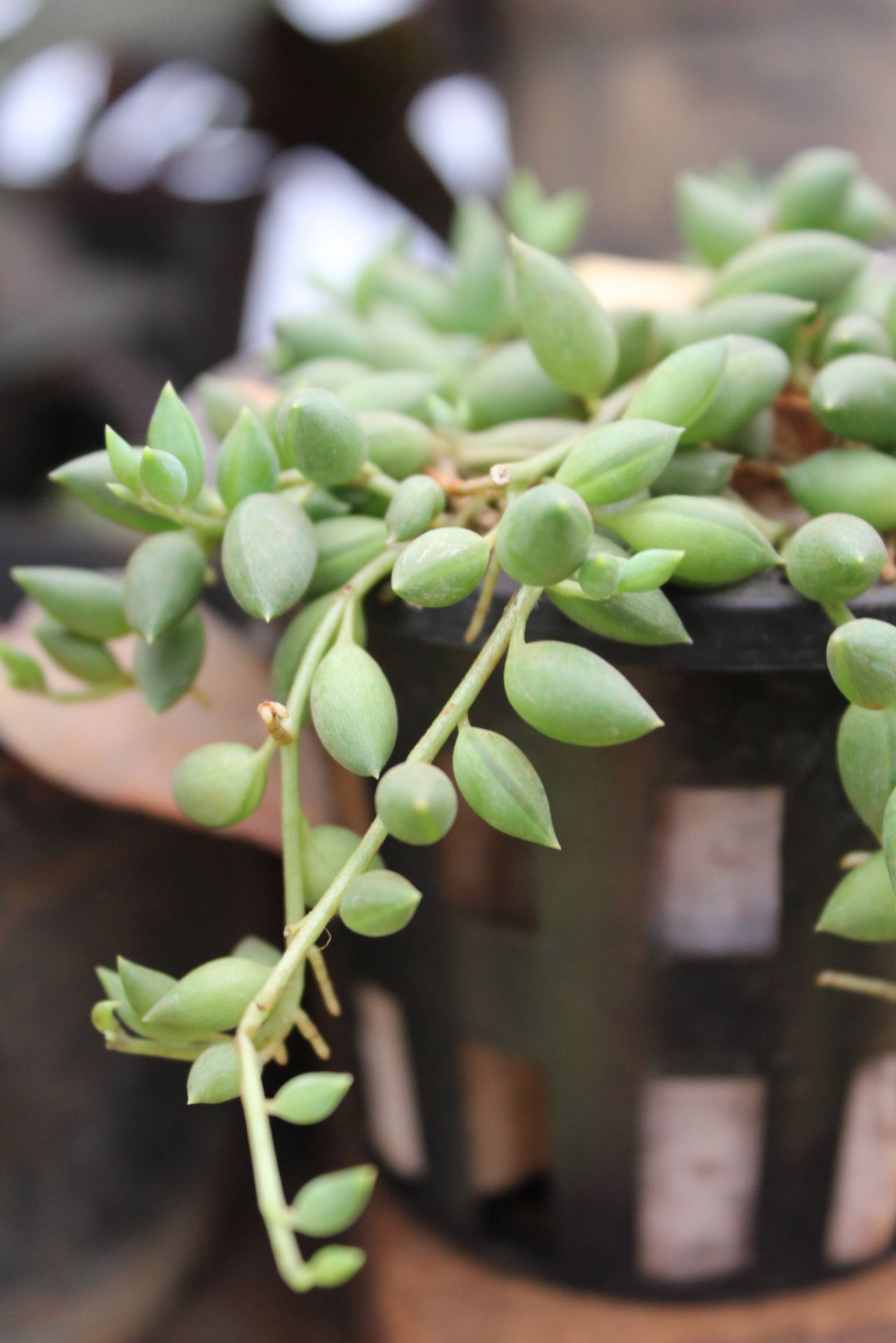 Potted Plant Stock Free