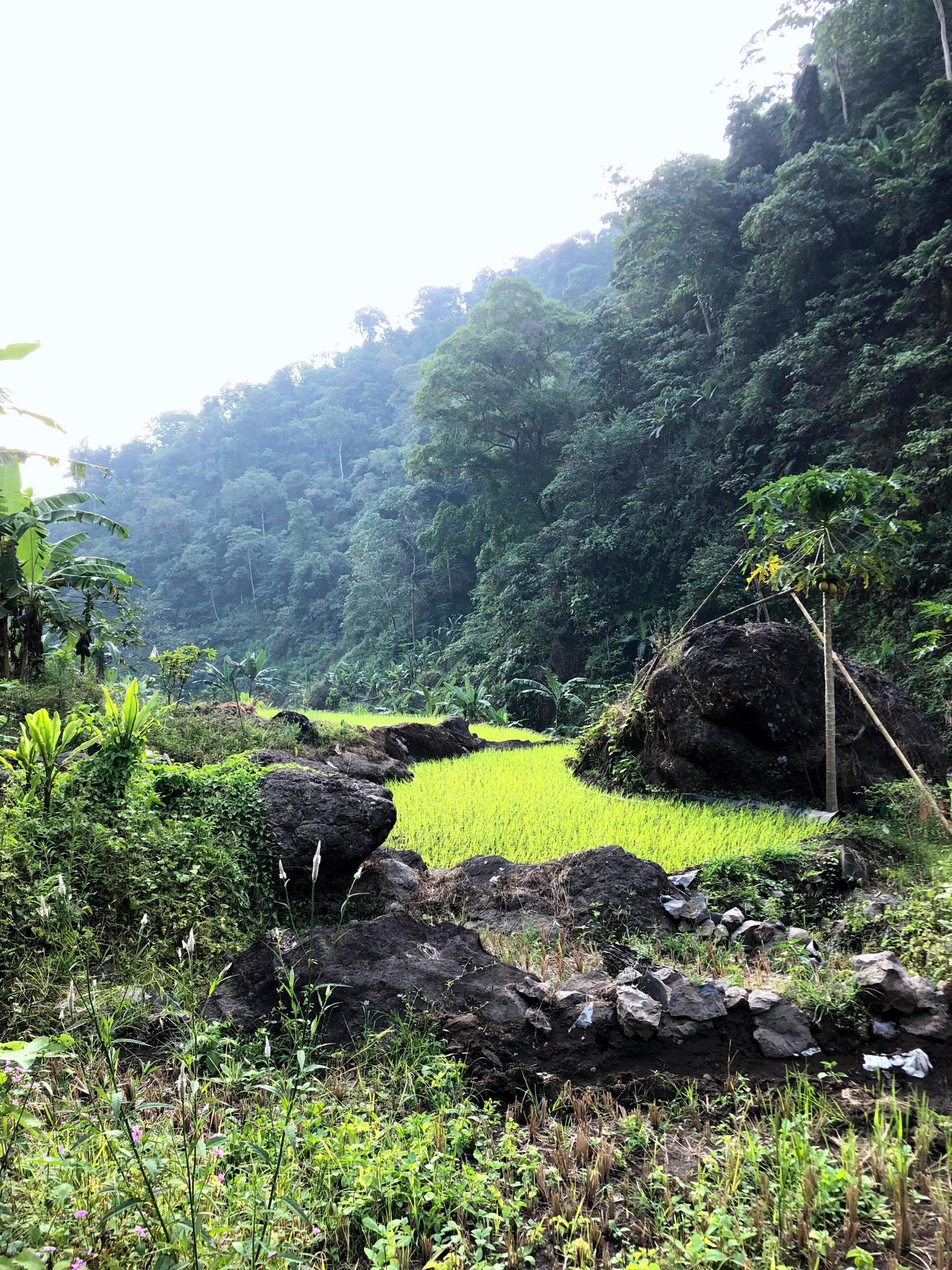 A fresh view of nature’s greenery Stock Free