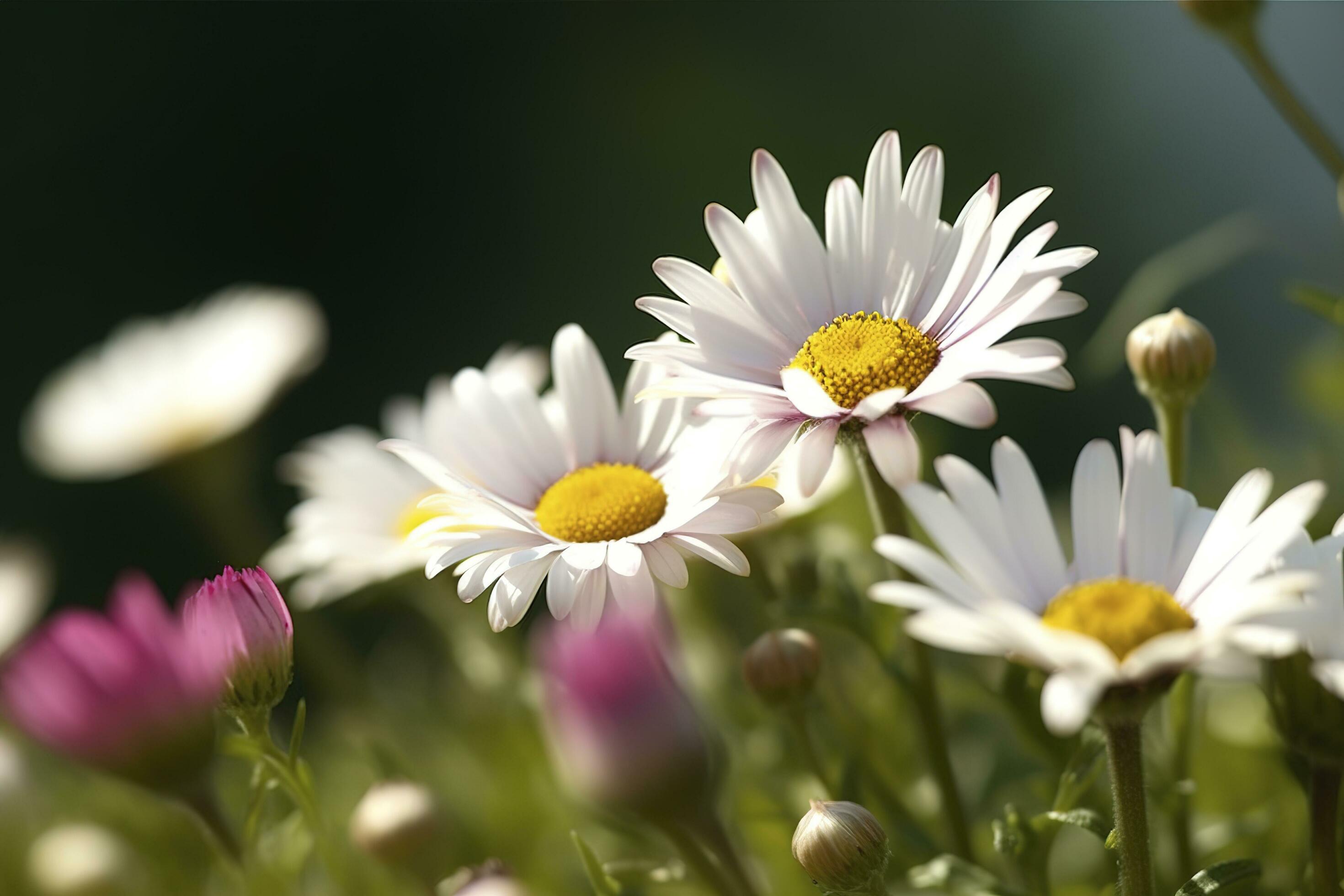 Sunny Close Up Of A Few Daisy Flowers On Flower Meadow , generate ai Stock Free