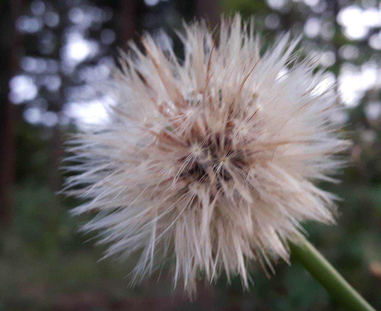 Fluffy dandelion Stock Free