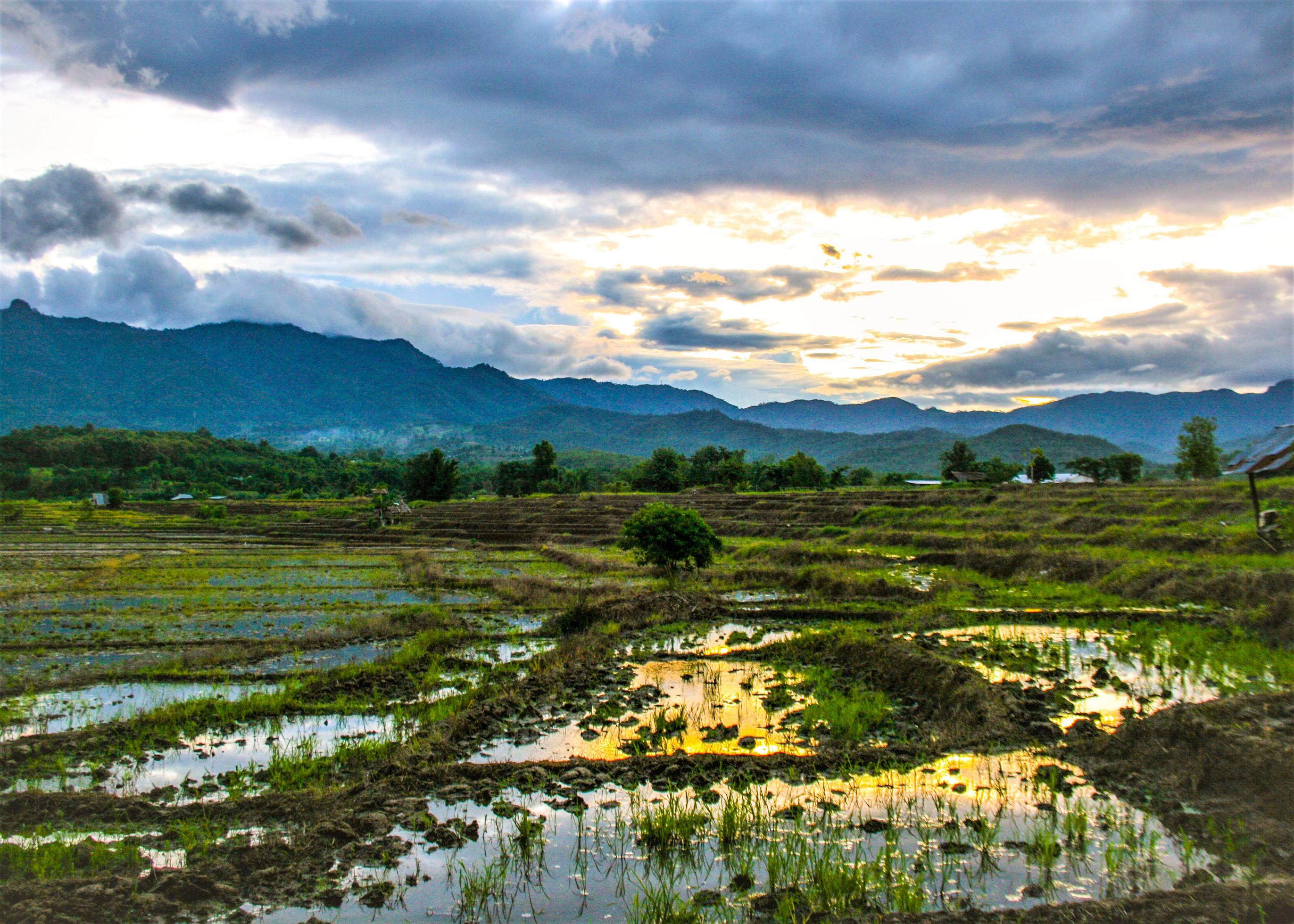 rice fields and mountain at sunset in northern Thailand Stock Free