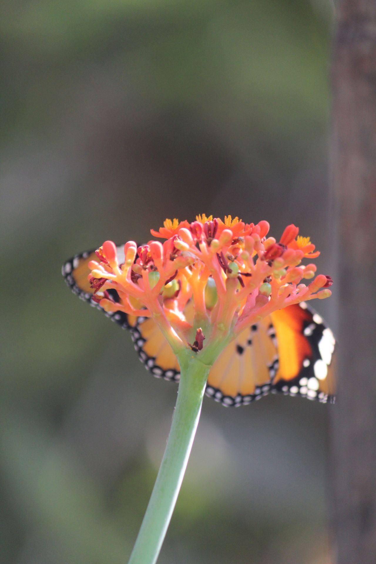 Orange Butterfly Flower Closeup Stock Free