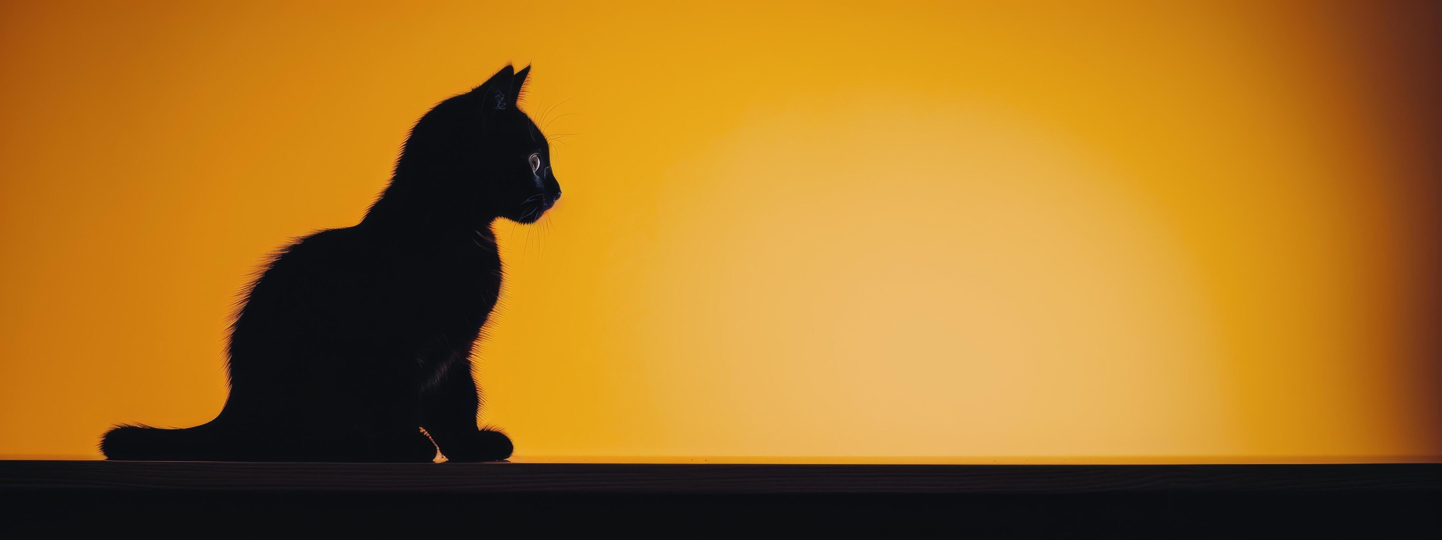 Black Cat Sitting Against Bright Yellow Background in Daylight Stock Free