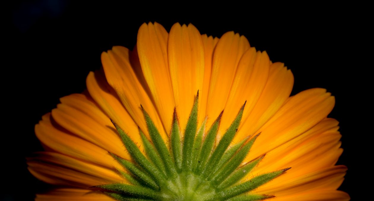 Orange flower Stock Free