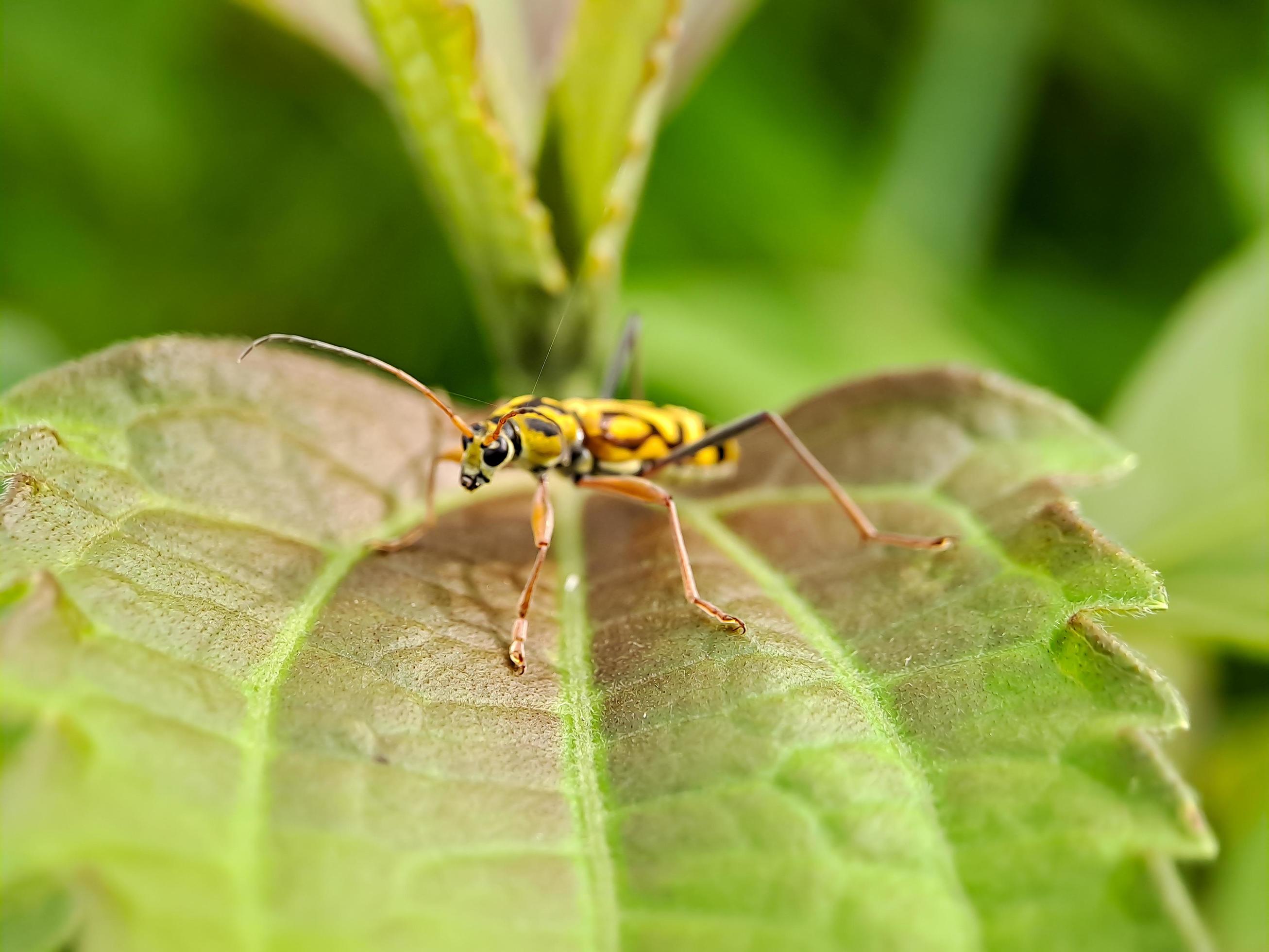 Chlorophorus annularis longicorn tiger bamboo or bamboo borer is a species of beetle in the family Cerambycidae, on green leaves background blur Stock Free