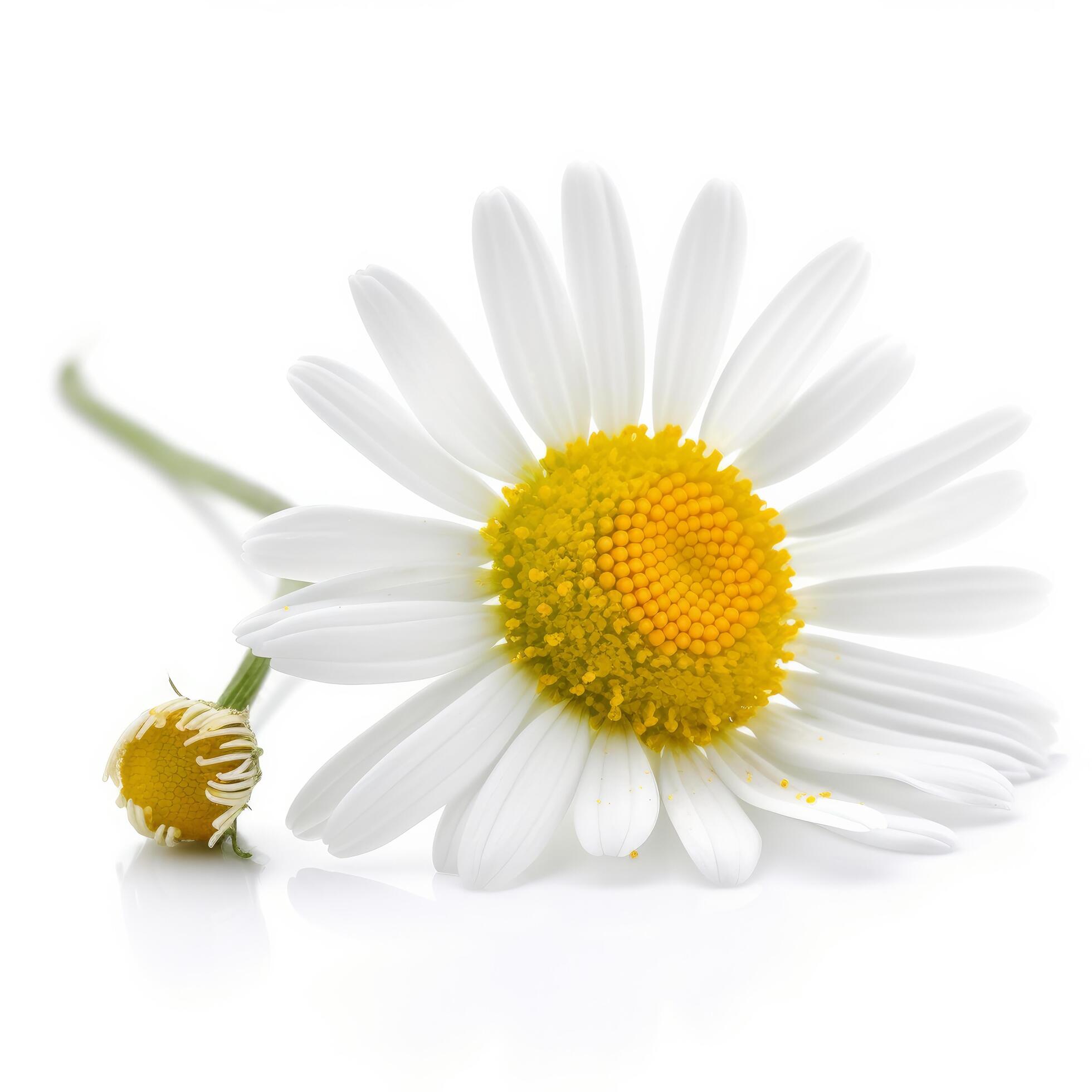 Chamomile flower on white background. Illustration Stock Free