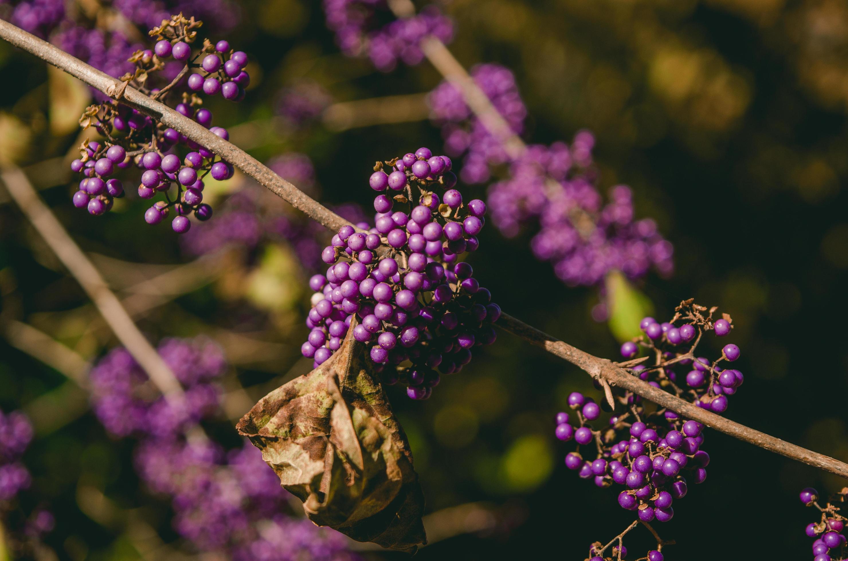 Close-up of purple cluster flowers Stock Free