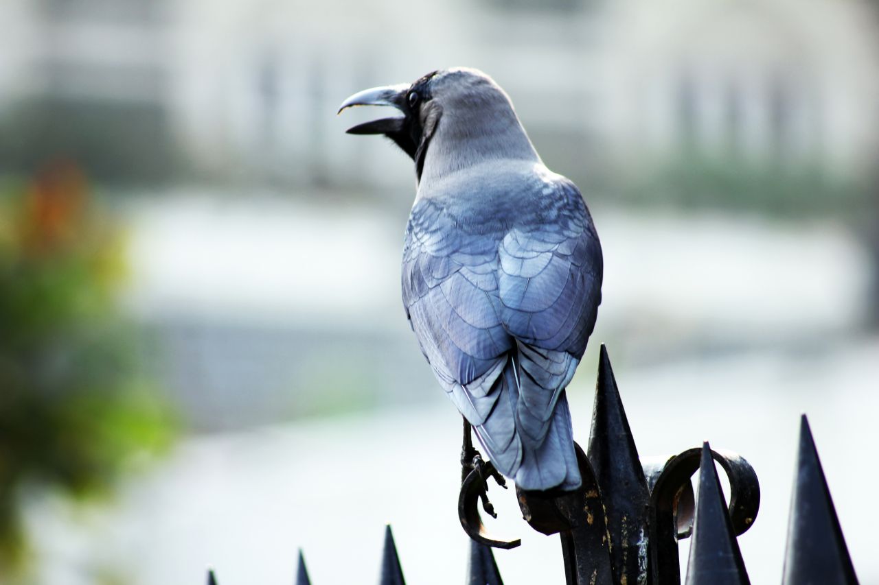 Crow Stting On Fence Stock Free