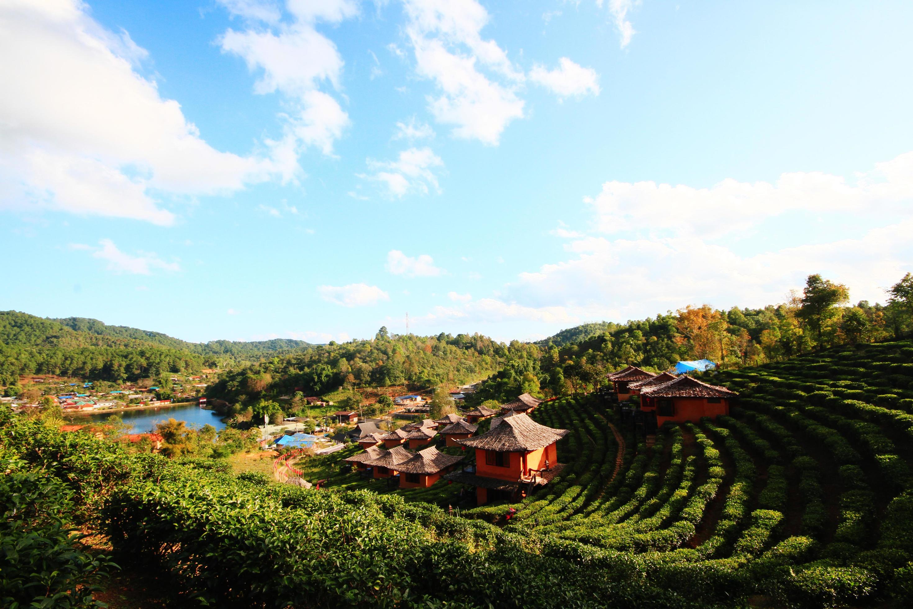 Beautiful landscape Tea Plantation on the mountain of Lee Wine Ruk Thai Resort, Thailand Stock Free