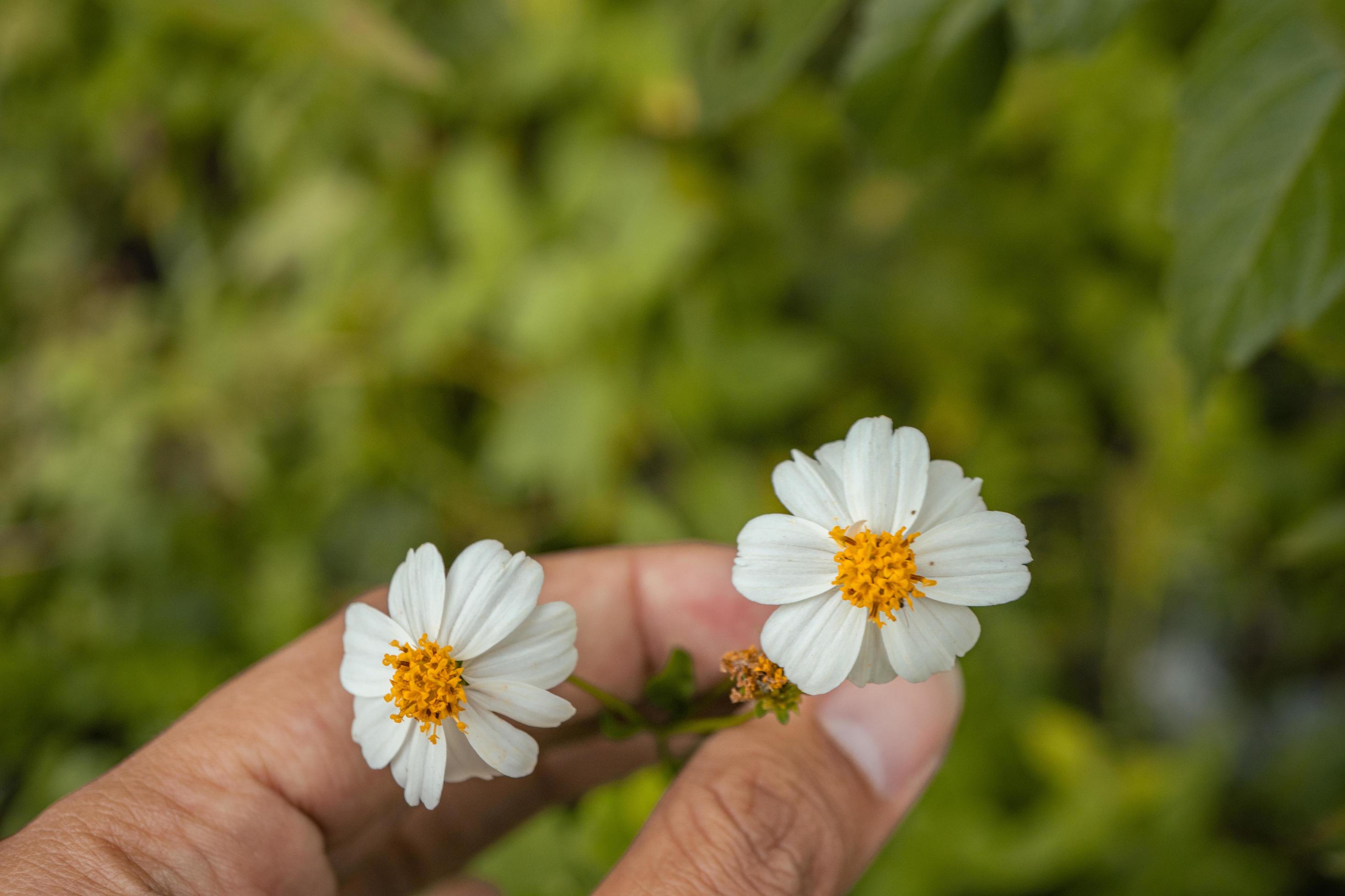 Macro photo of meadow flower white, pink yellow and violet color. The photo is suitable to use for nature flower background, poster and advertising. Stock Free