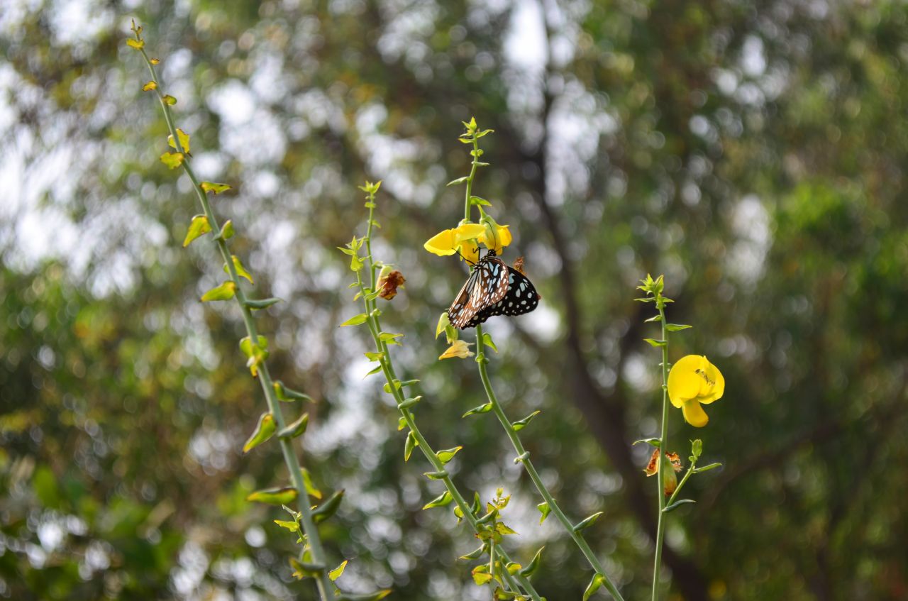 Blue Tiger Butterfly Garden Stock Free