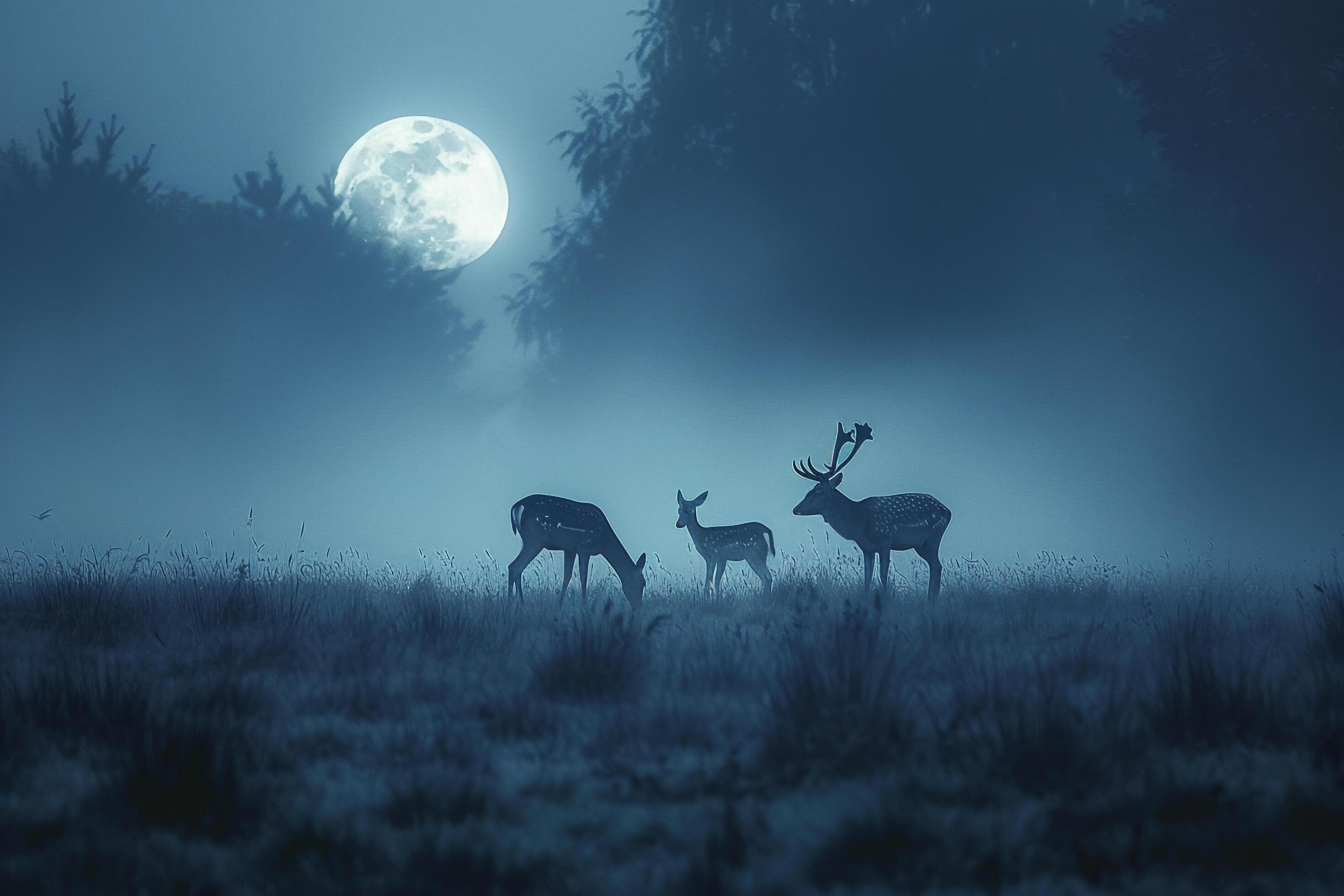 Moonlight Casting Silver Glow on Family of Deer Grazing in Meadow Background in Nature Stock Free