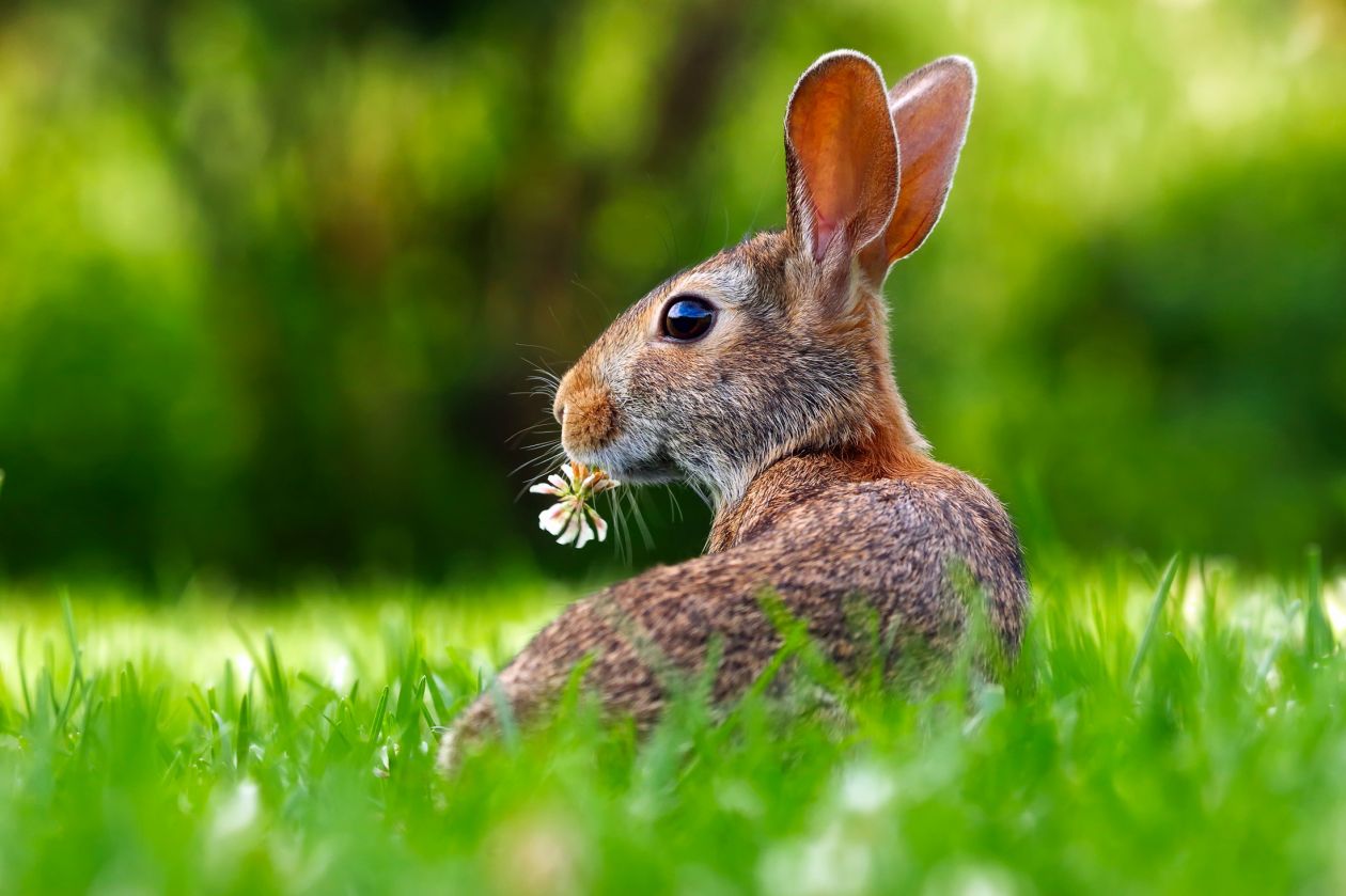 An Animal Eating Grass Stock Free