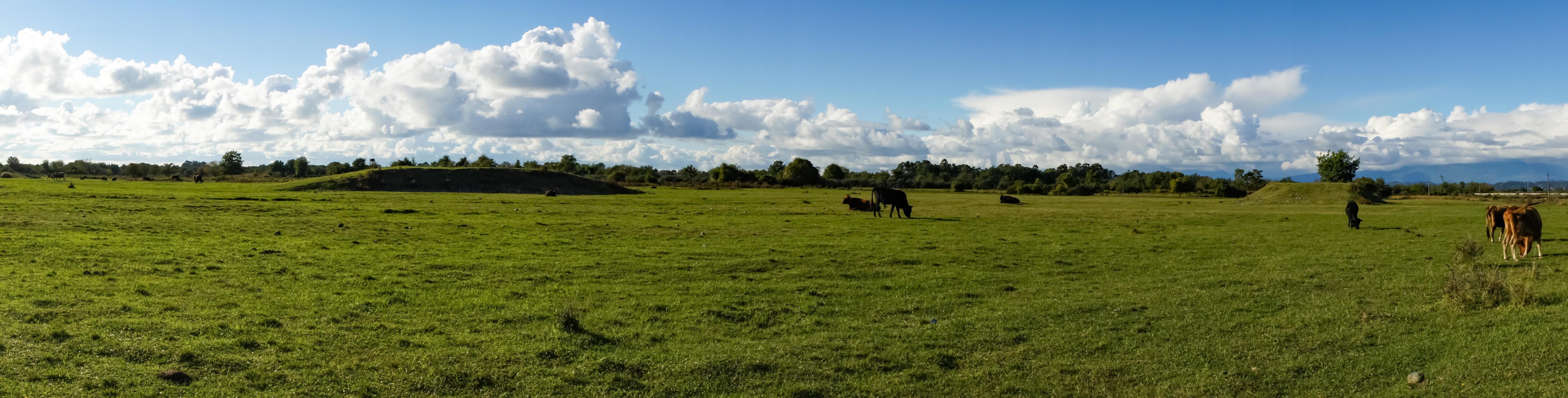 Natural panorama with green grass Stock Free