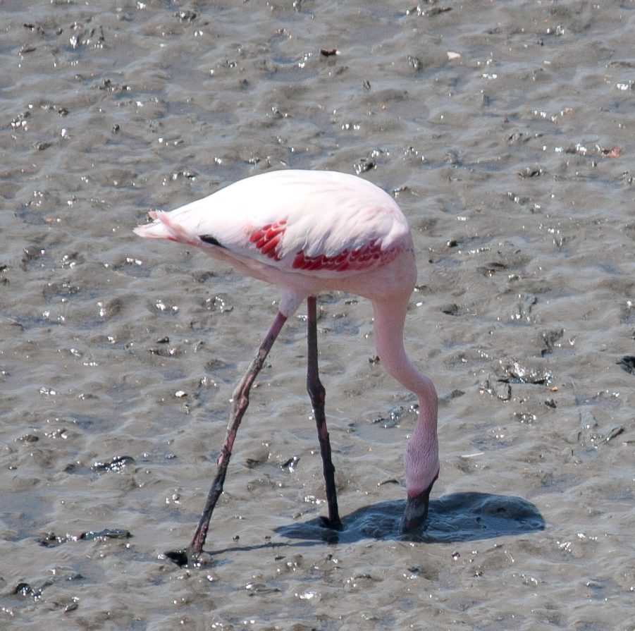 Flamingo Stock Free