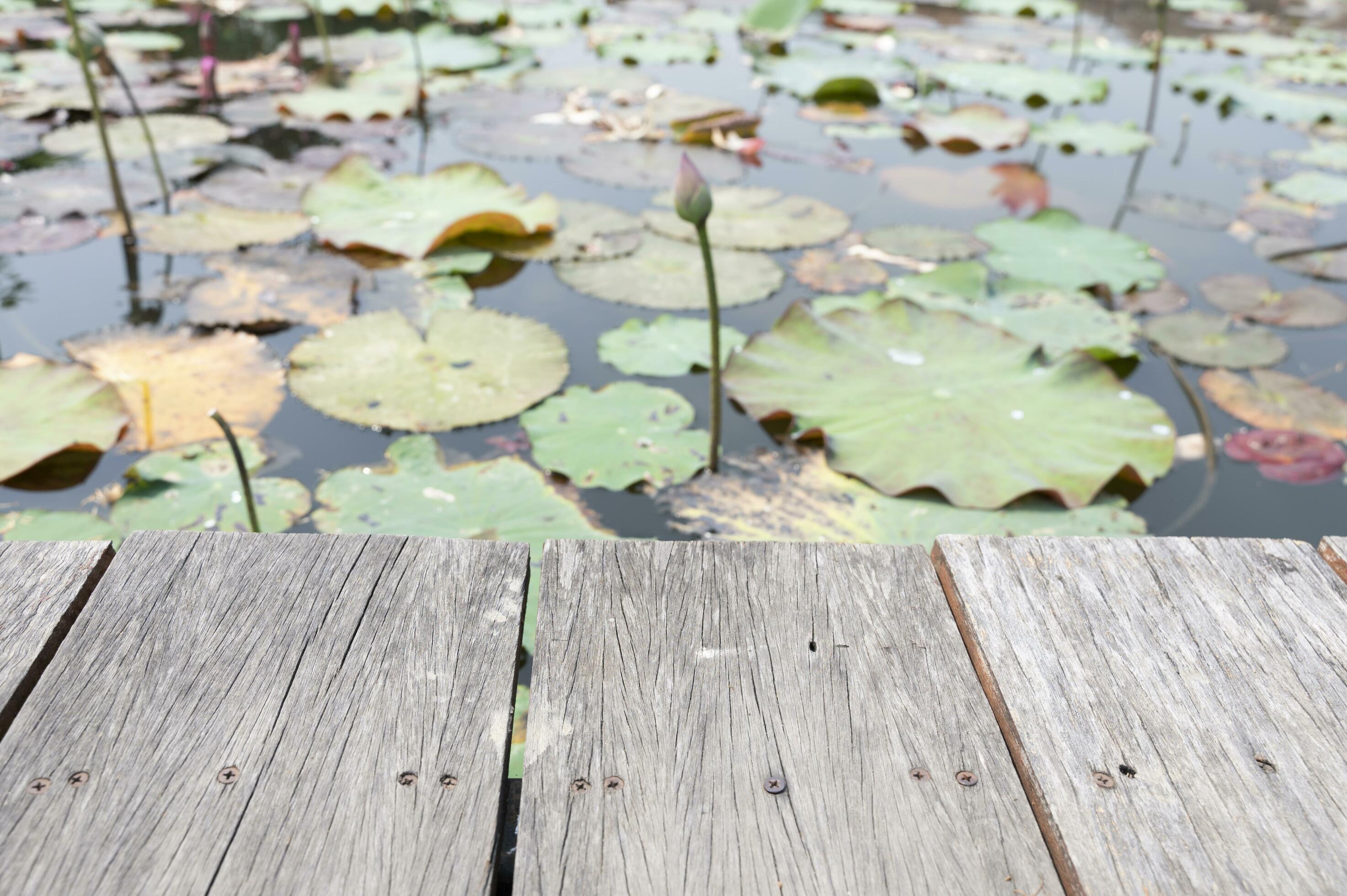 Wooden table behind blurred lotus pond on nature background Stock Free