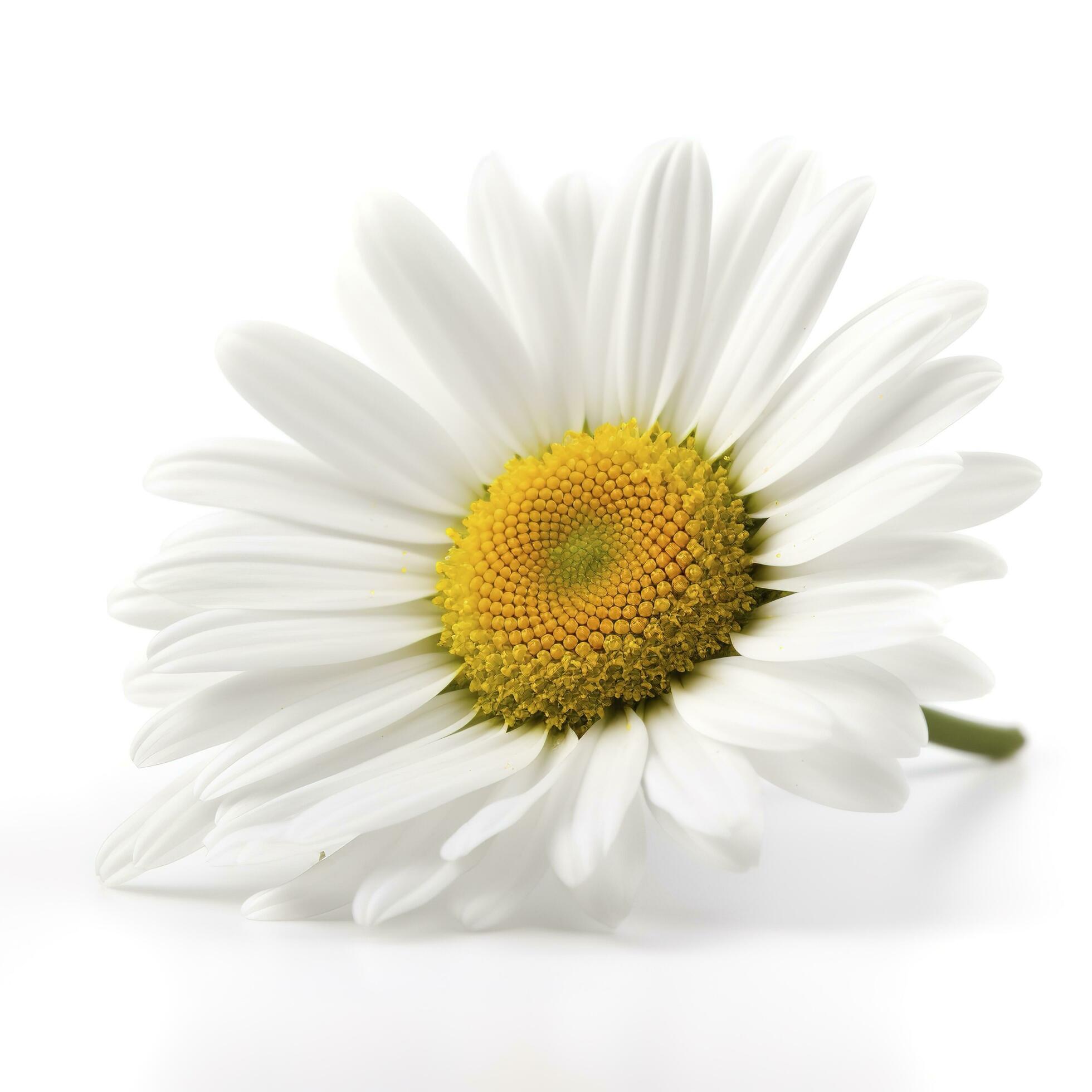 Daisy flower isolated on white background as package design element, generate ai Stock Free