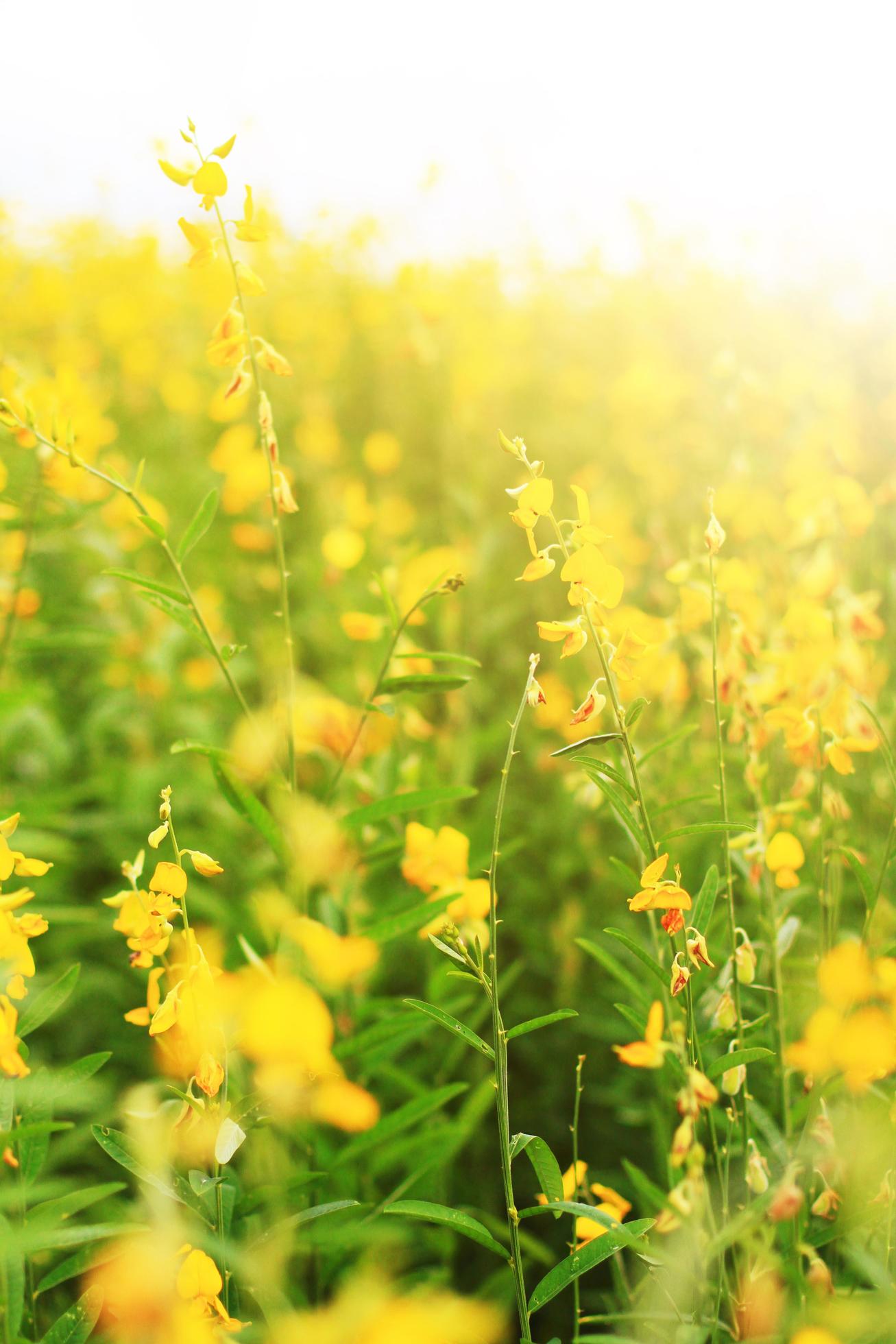 Beautiful yellow Sun hemp flowers or Crotalaria juncea farm in beautiful sunlight on the mountain in Thailand.A type of legume. Stock Free