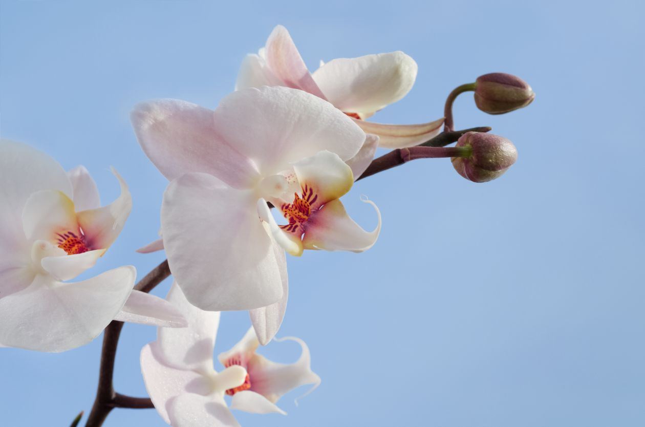 White orchid Stock Free