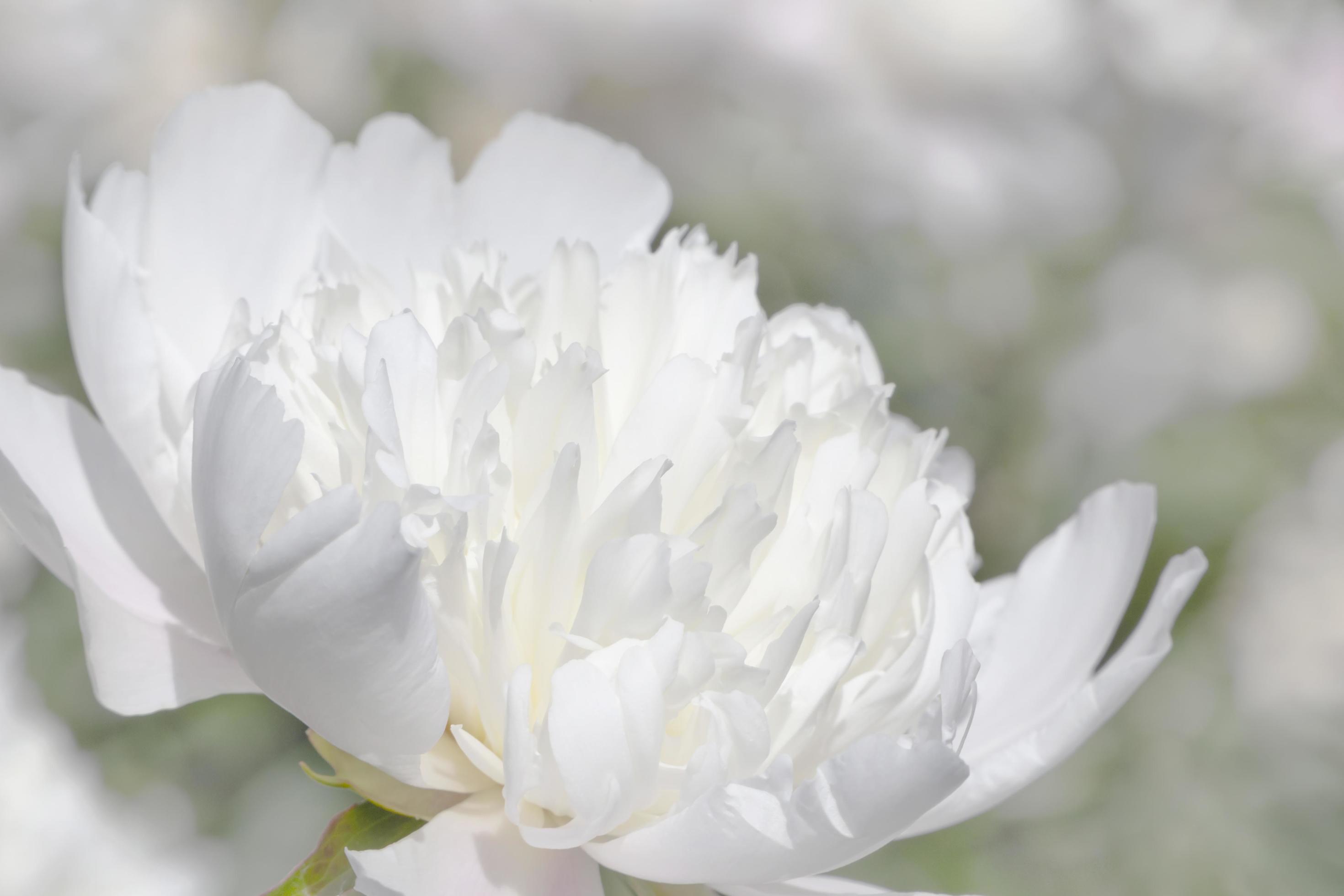 close up of white peony flower Stock Free