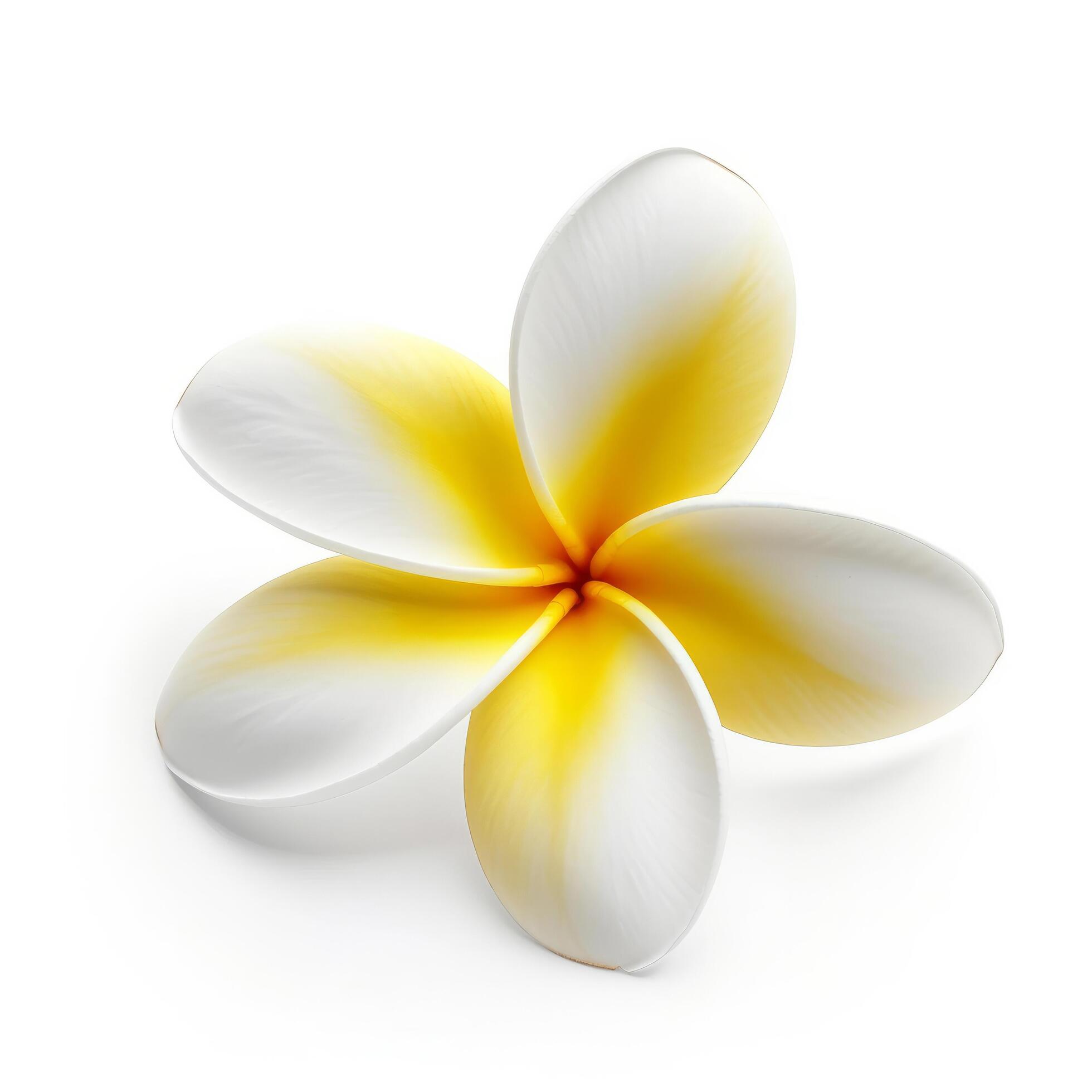 Plumeria flower isolated. Illustration Stock Free