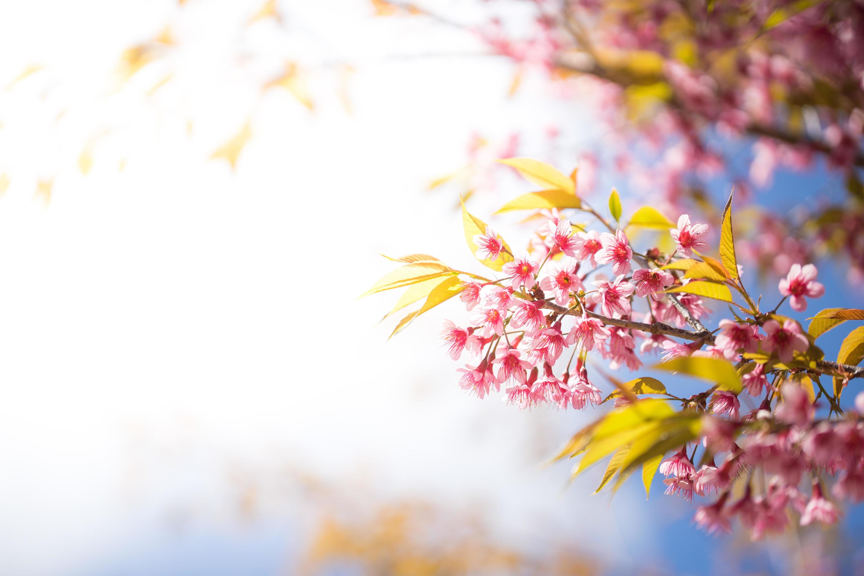 Close up sakura flower Stock Free